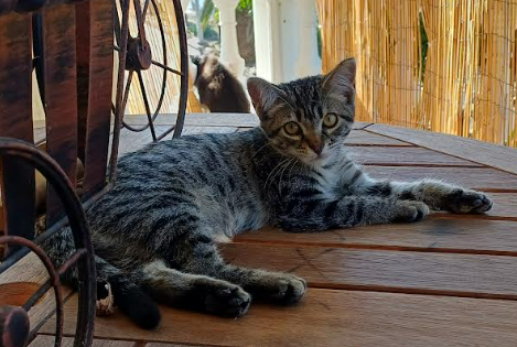 Gato Gris Perdido en La Listada: ¡Ayuda!