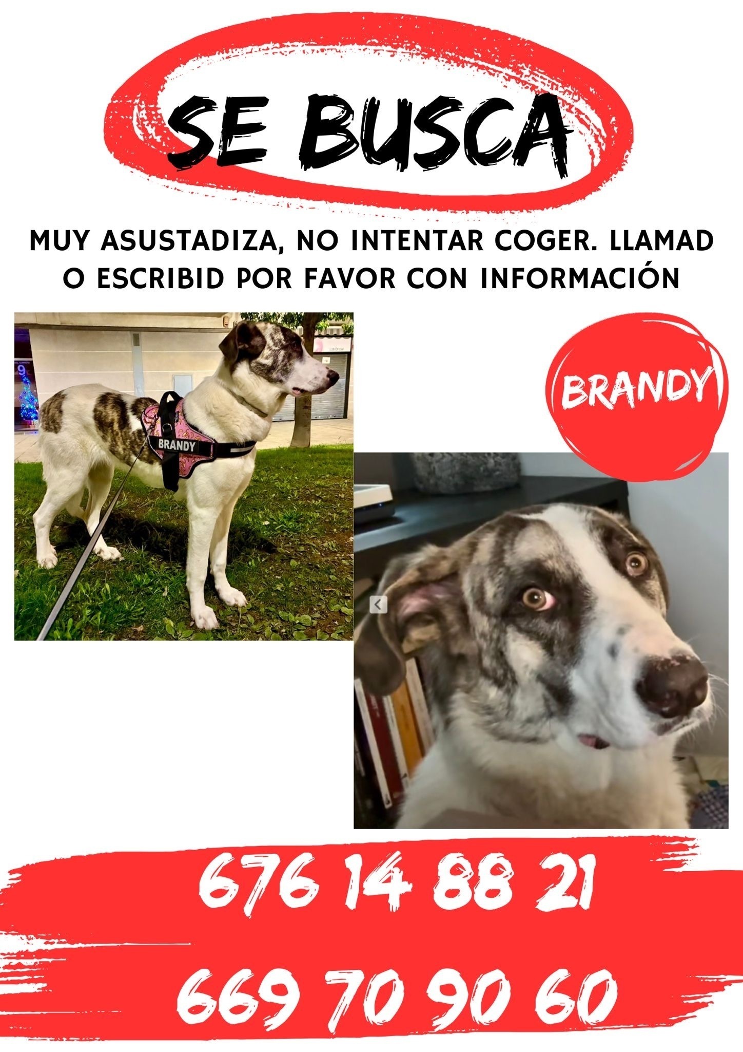 Perra perdida: Brandy, 10 meses, Sant Adrià