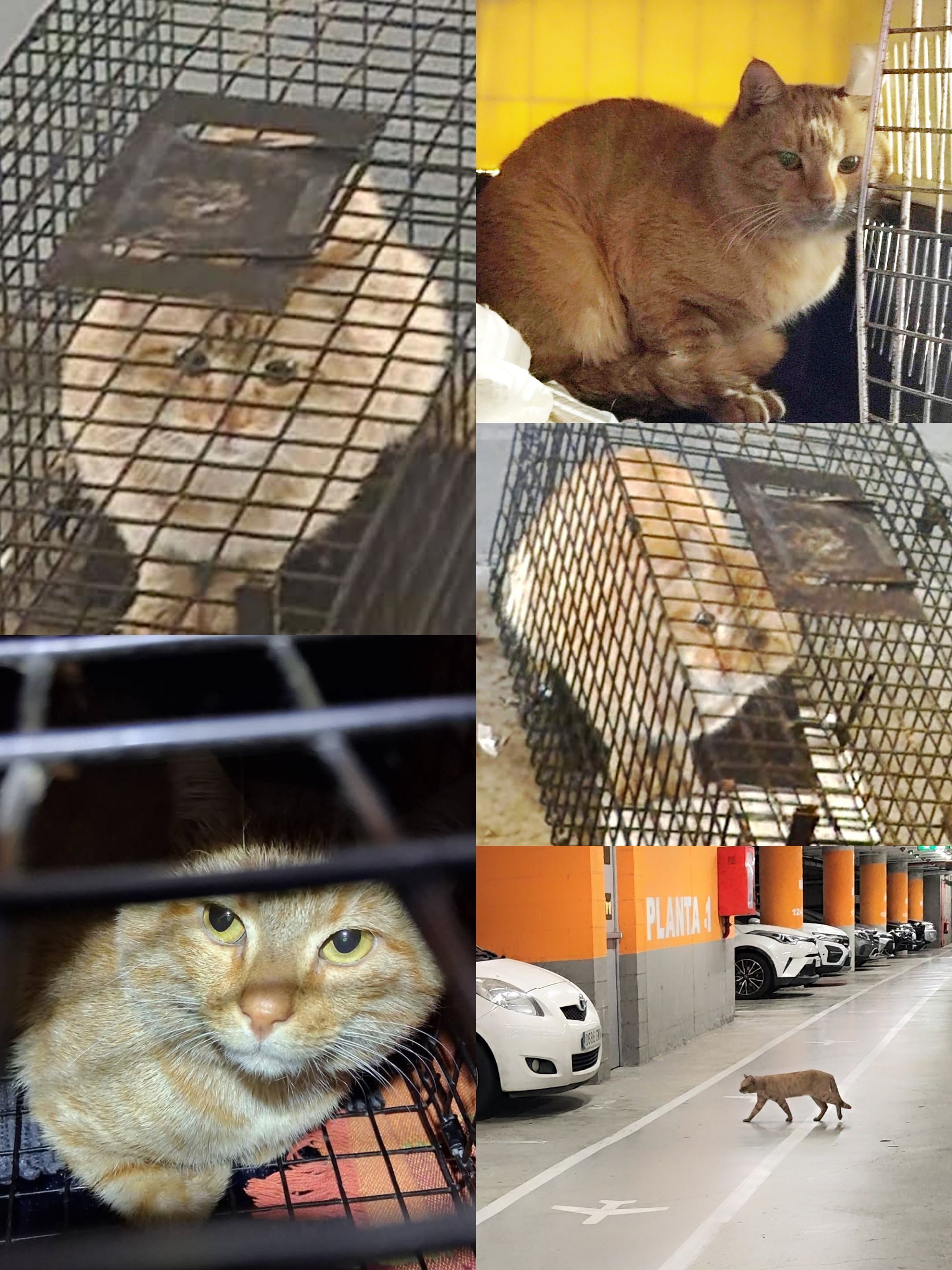 Gato Naranja Rescatado en El P...