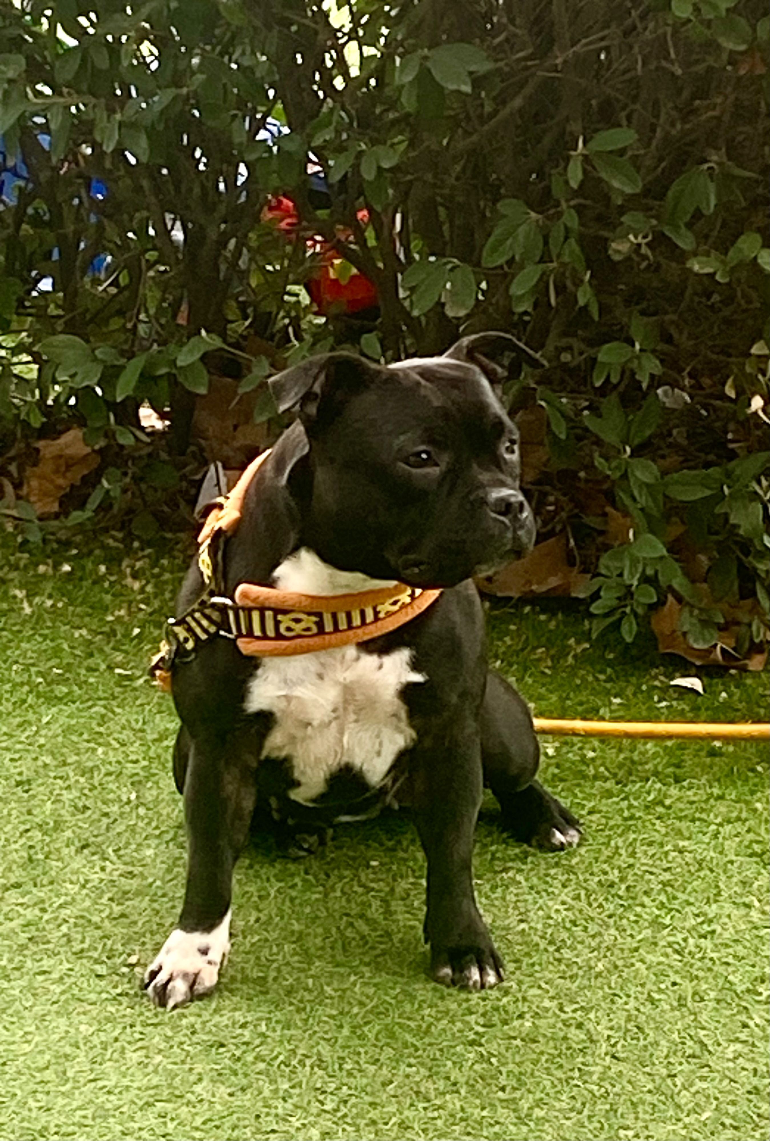 Perro Staffy Negro Perdido en Madrid