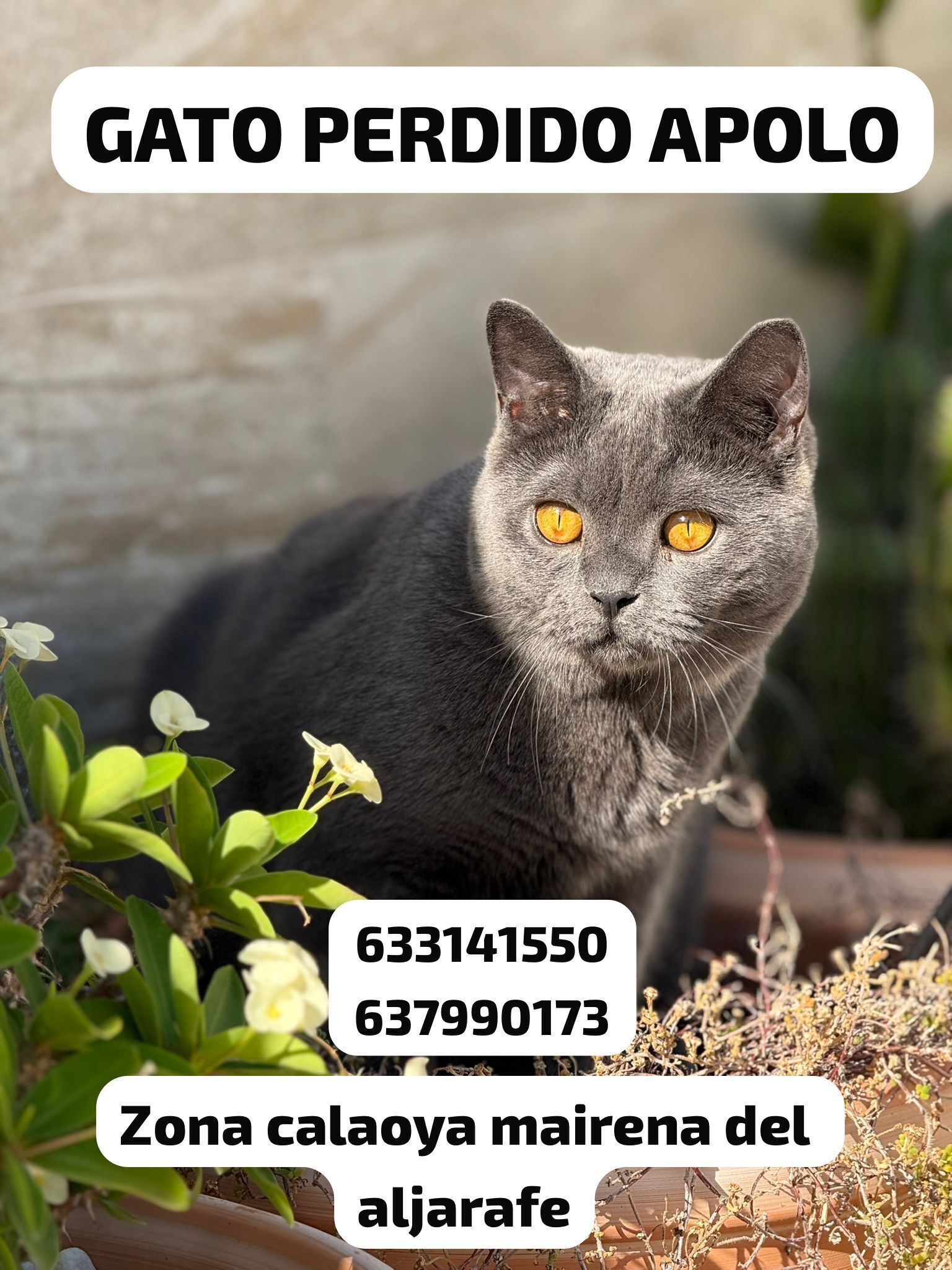 ¡Ayuda! Gato gris perdido en Mairena