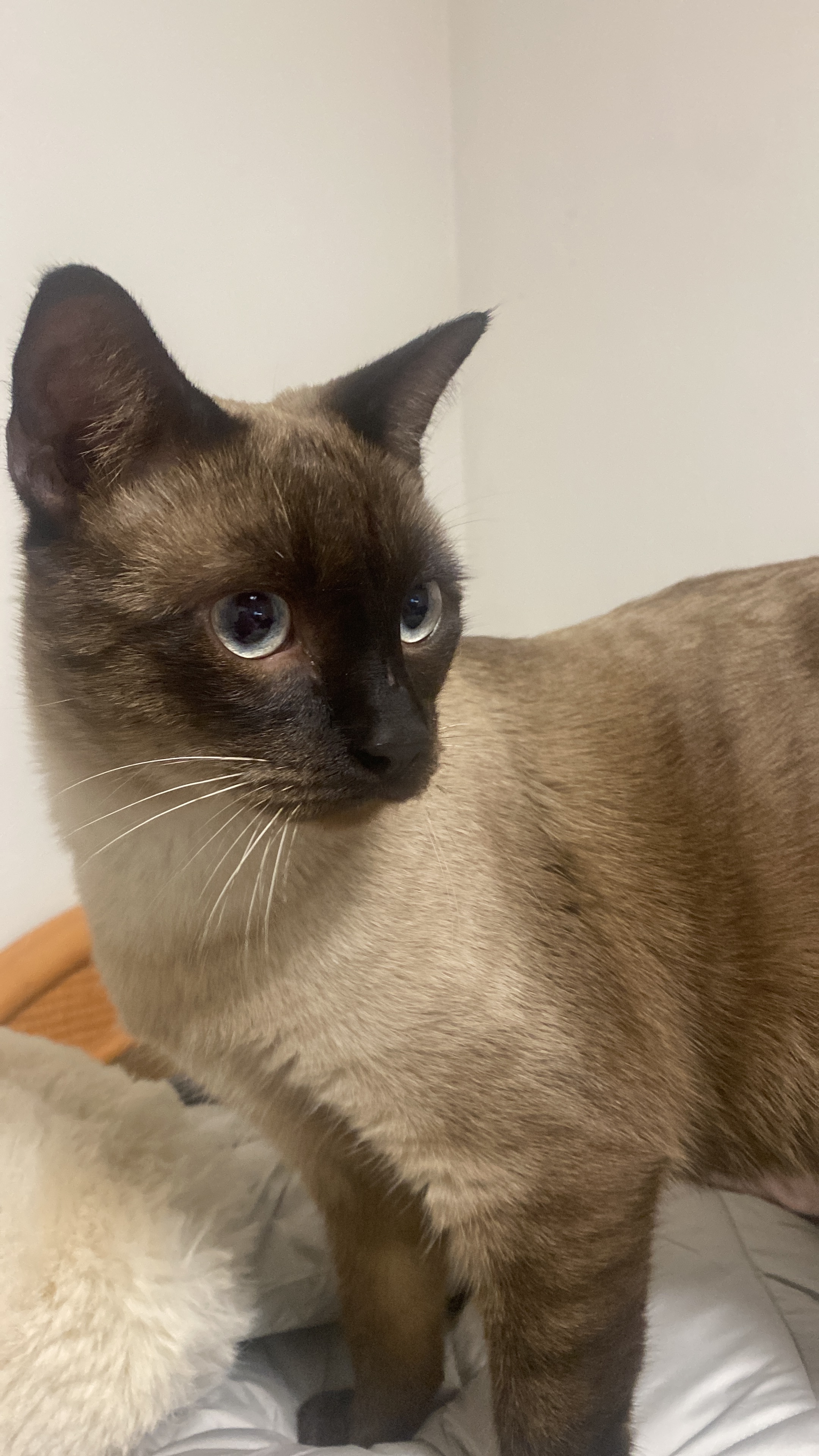 Gato Cariñoso y Asustado Encon...