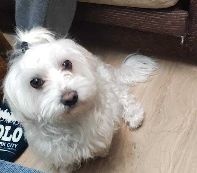 Perro Perdido: Buchón Maltés en Moguer