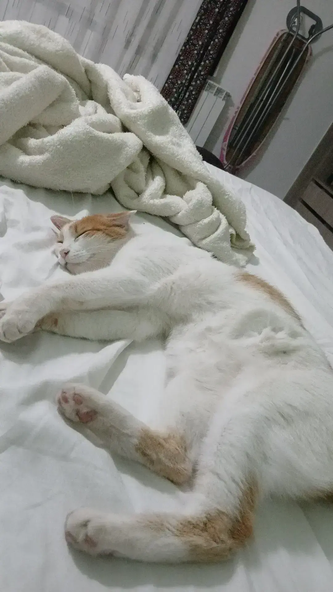 ¡Gato Cariñoso Perdido en La Almunia!