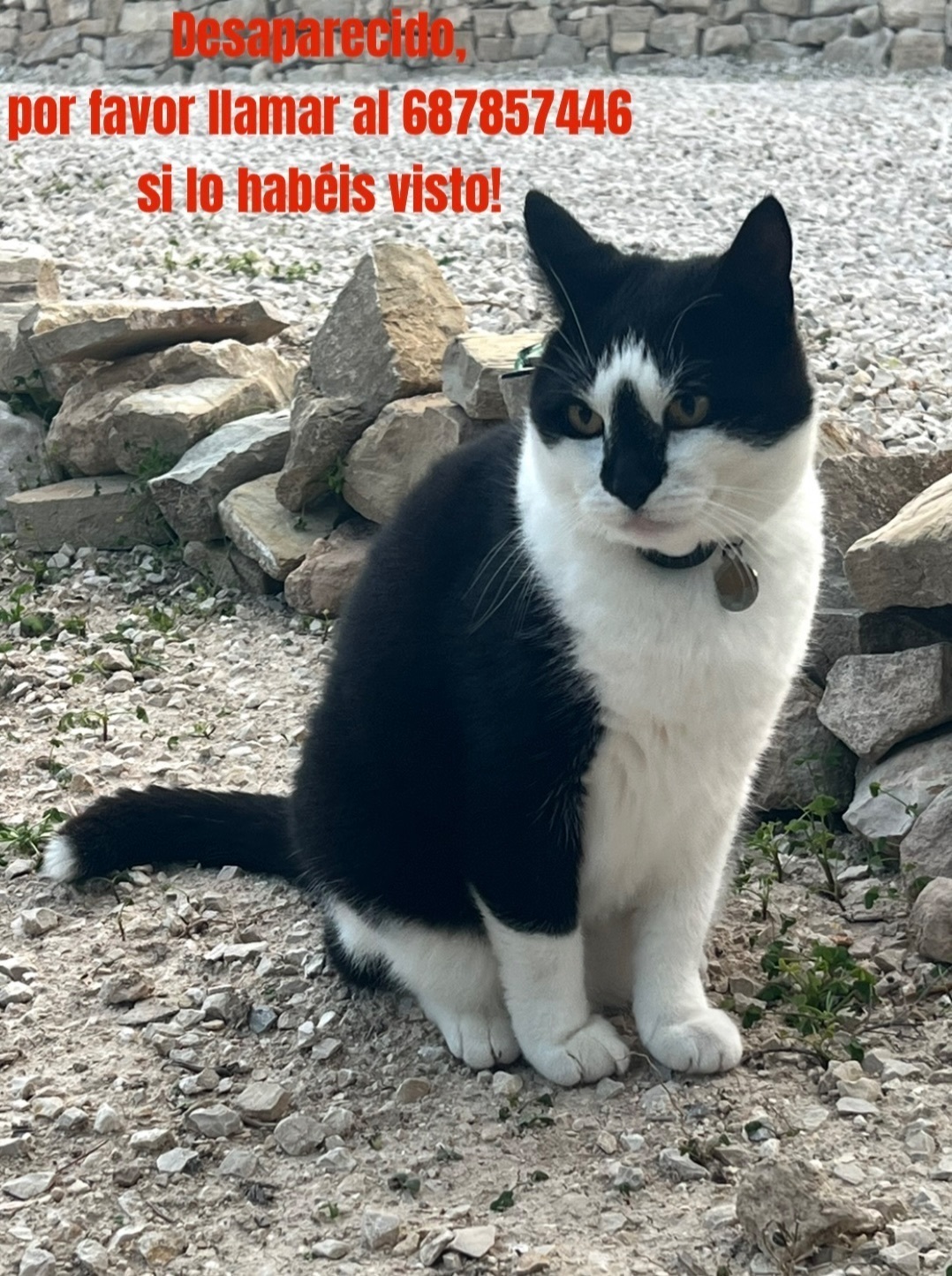 ¡Ayuda! Gato Perdido: Taco en Ermita de Pinos