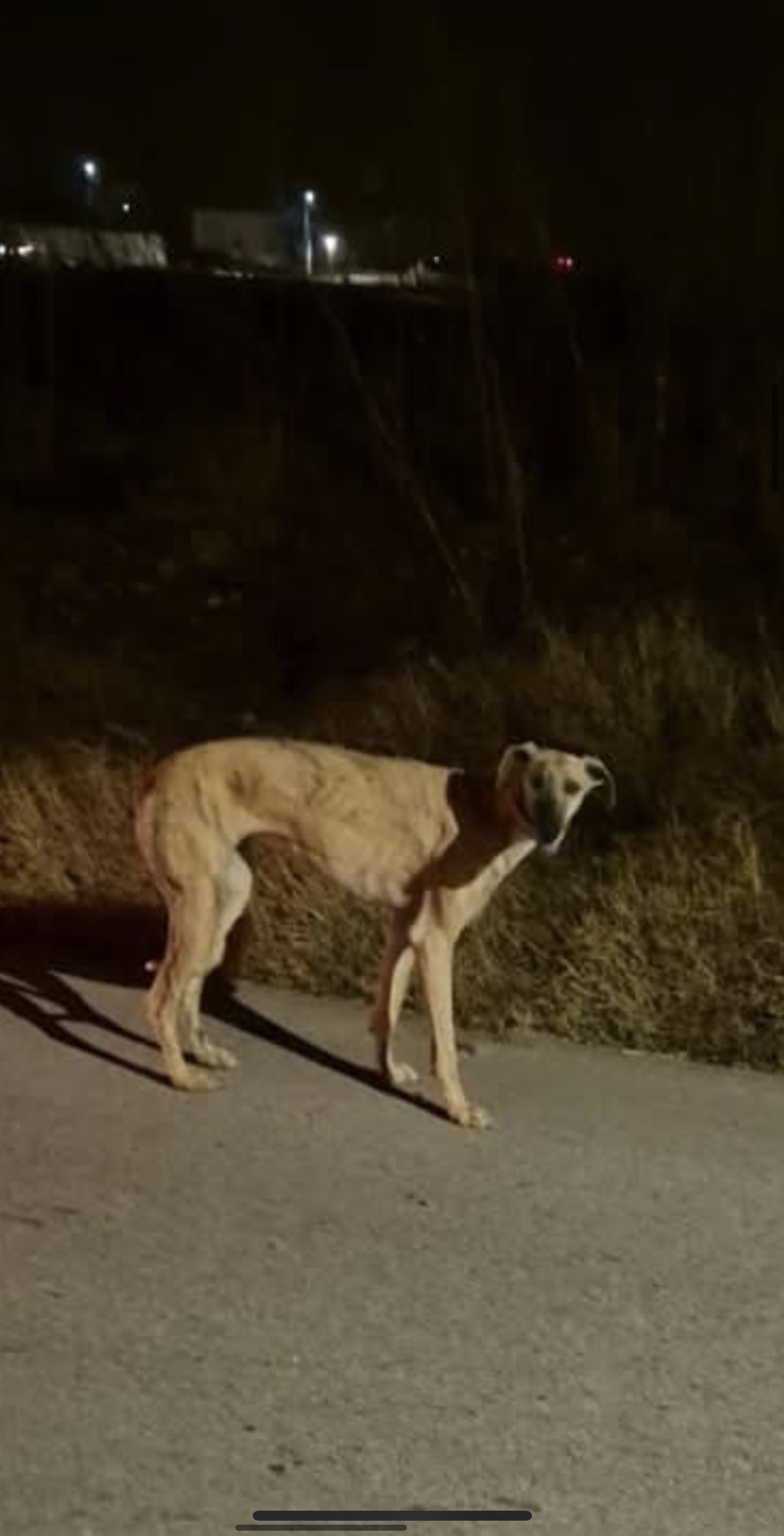 ¡Ayuda! Perritas robadas en Yuncos, Toledo