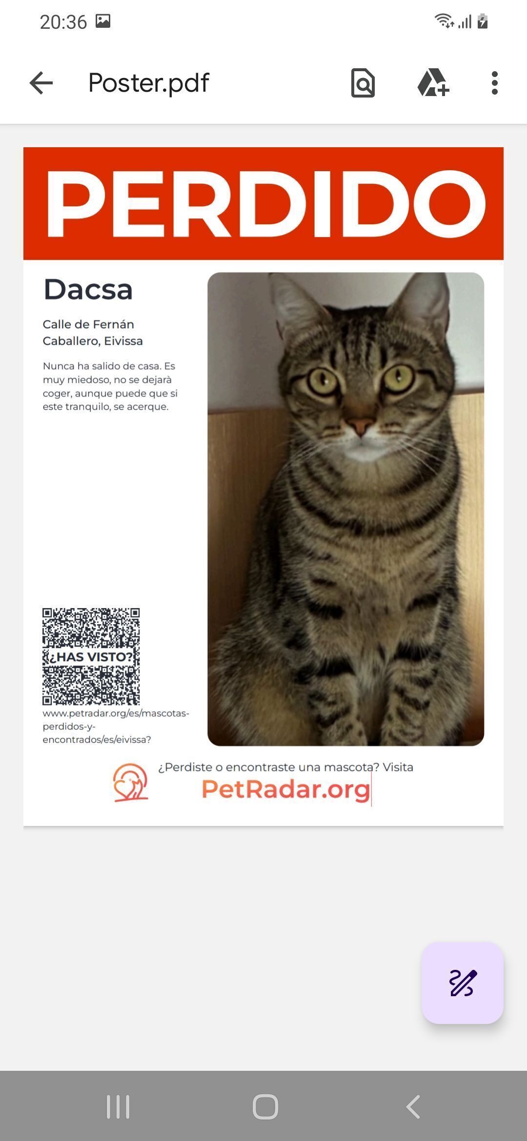 ¡Gato Atigrado Perdido en Eivissa!