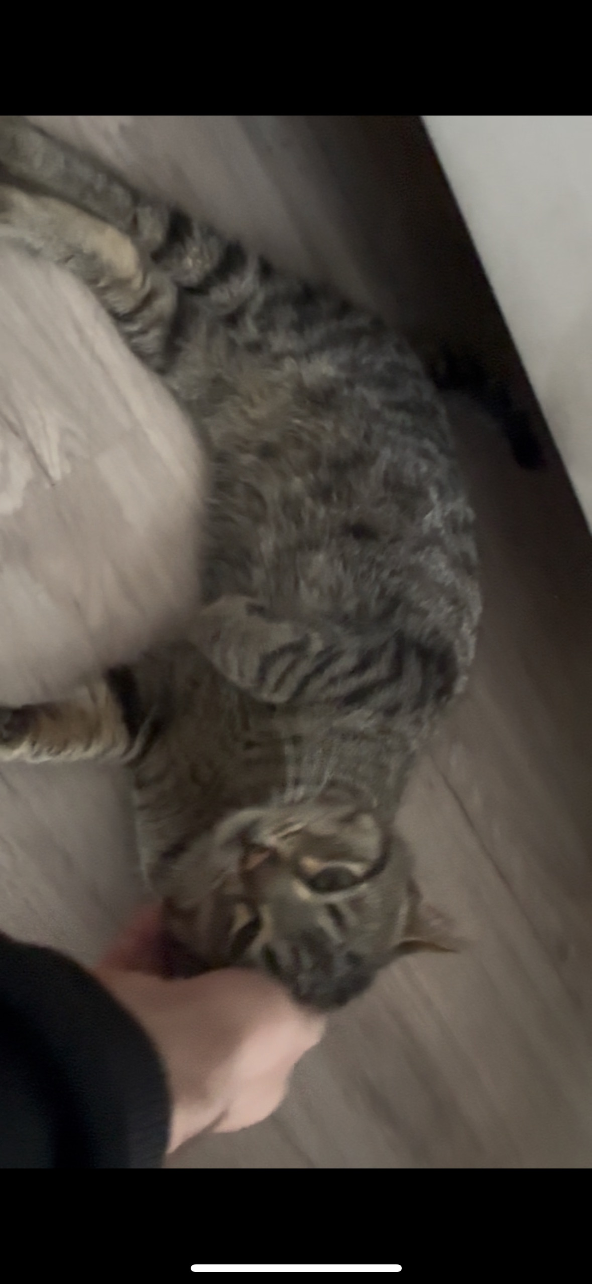 Gato Atigrado Hallado en Santa...