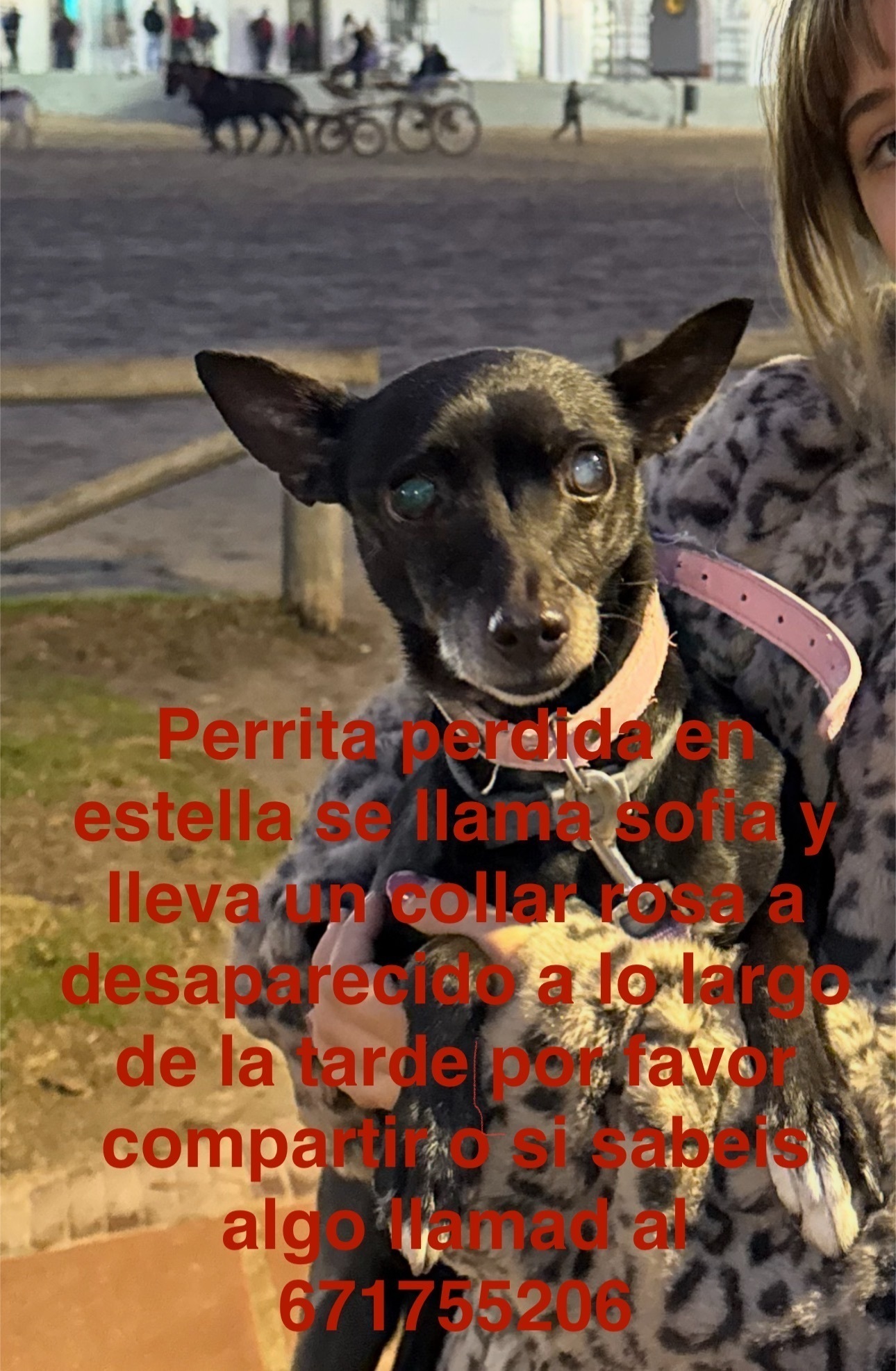 Perra Negra Perdida con Collar Rosa en Lomopardo