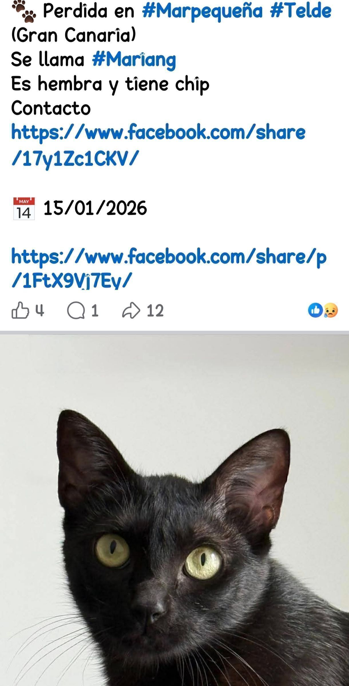 Buscamos Gato Negro Perdido en Marpequeña