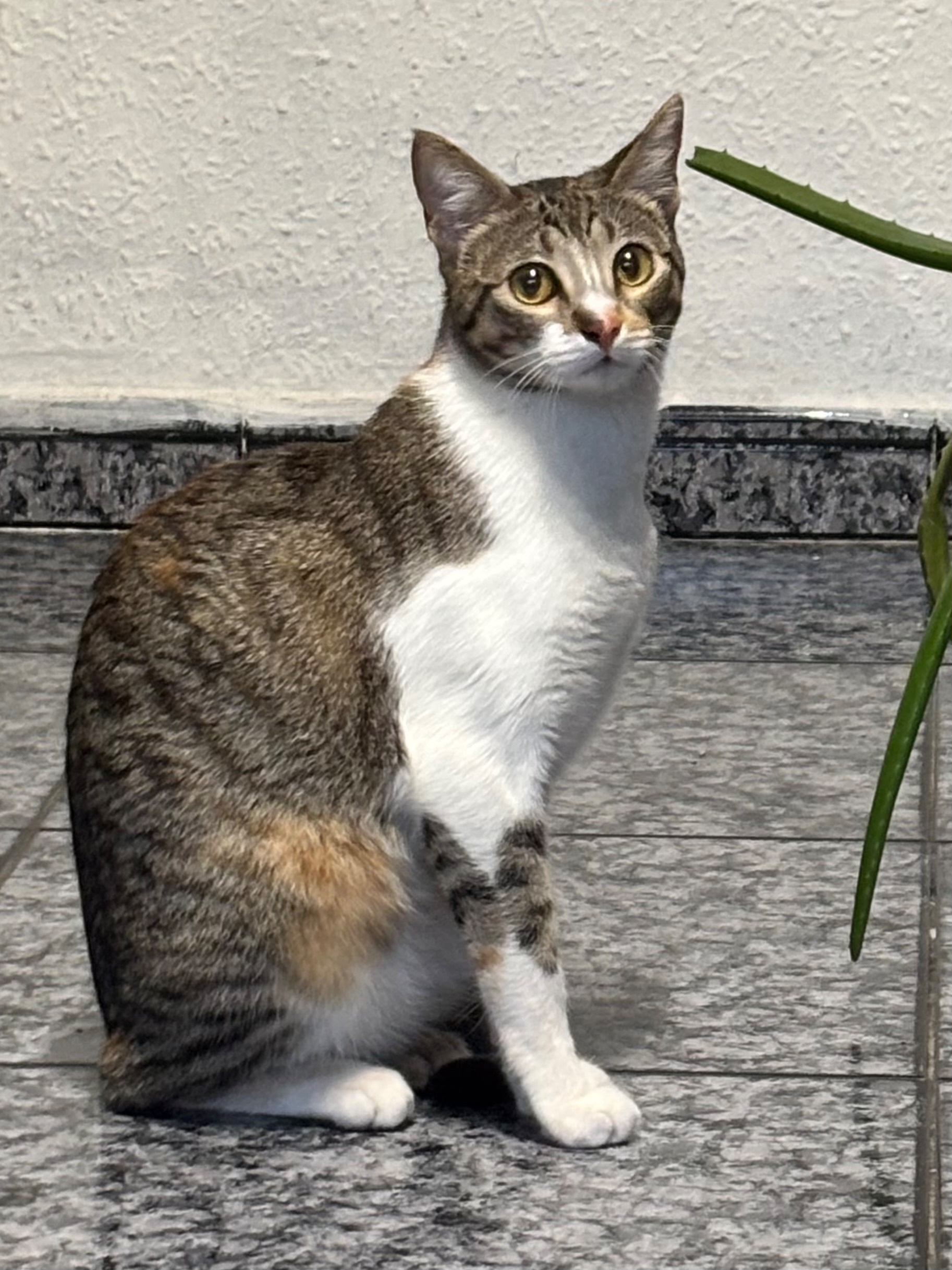 Gata Tricolor Joven Hallada en Santa Coloma