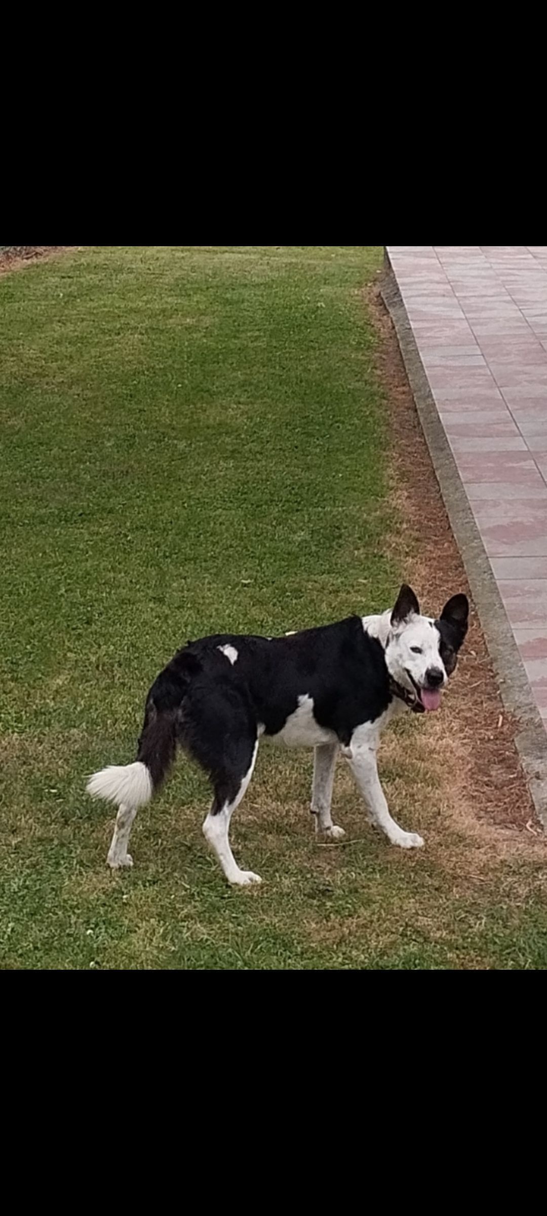 Perro Perdido en Llanes: Marcelo, Blanco y Negro
