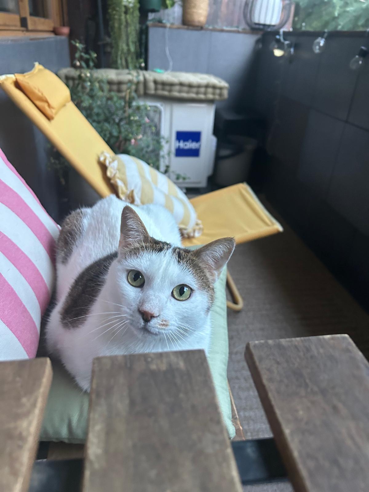 Gato Perdido: Orient, Ojos Verdes en Rincón