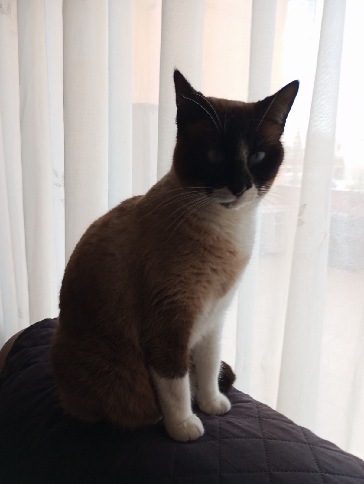 Gata siamesa perdida en Platja d'Aro