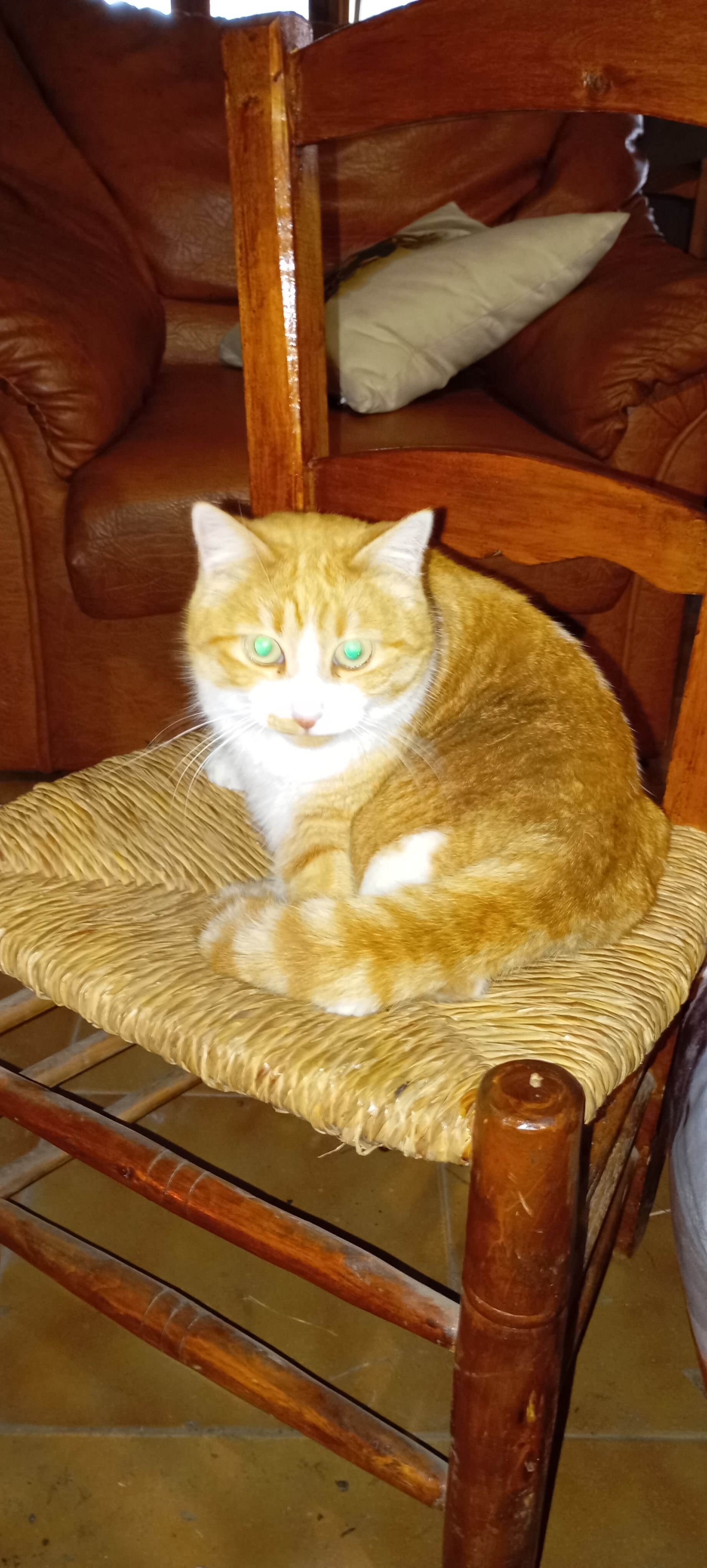 ¡Gata Perdida! Blanca y Rubia, Recompensa