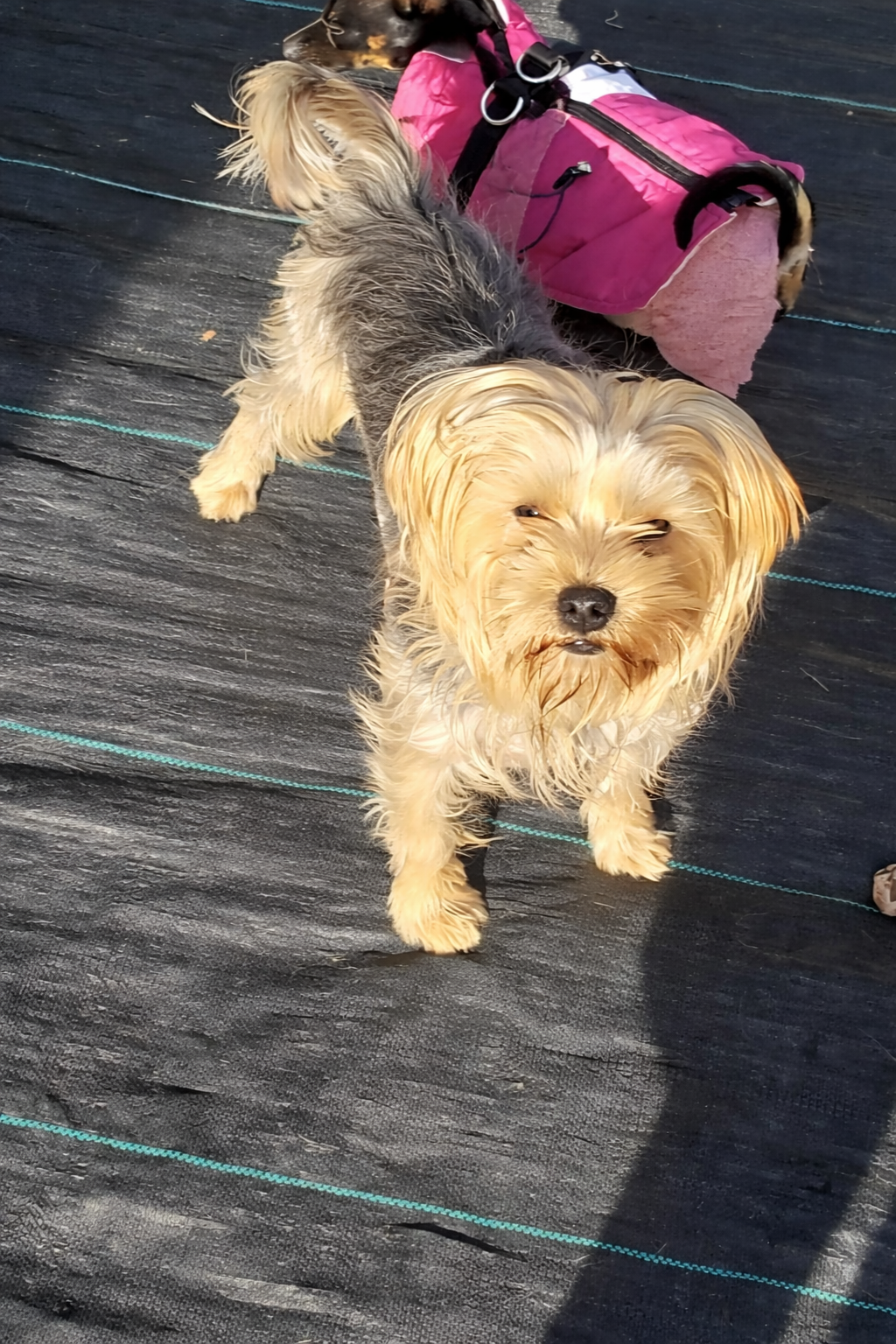 Yorkshire Perdido en Vacarisses: ¡Ayúdanos!