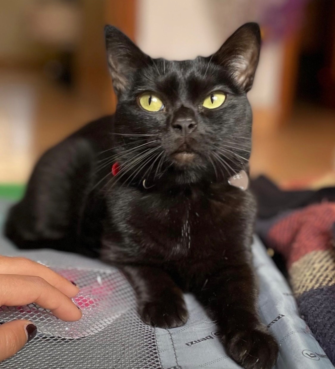 Gata negra perdida en Las Palmas: collar rojo