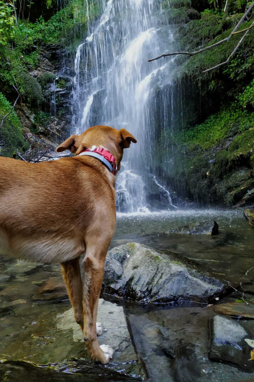 Perro perdido en Couto: Meu, canela y blanco