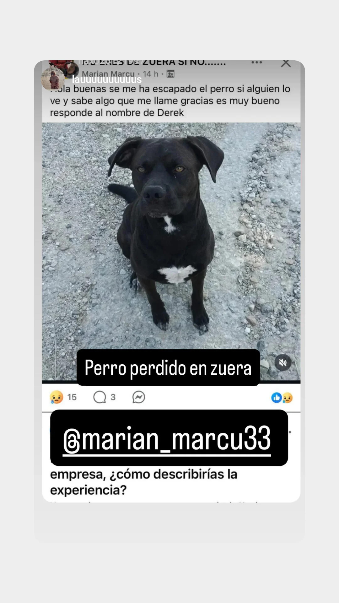 Perro perdido en Zuera: Derek necesita volver