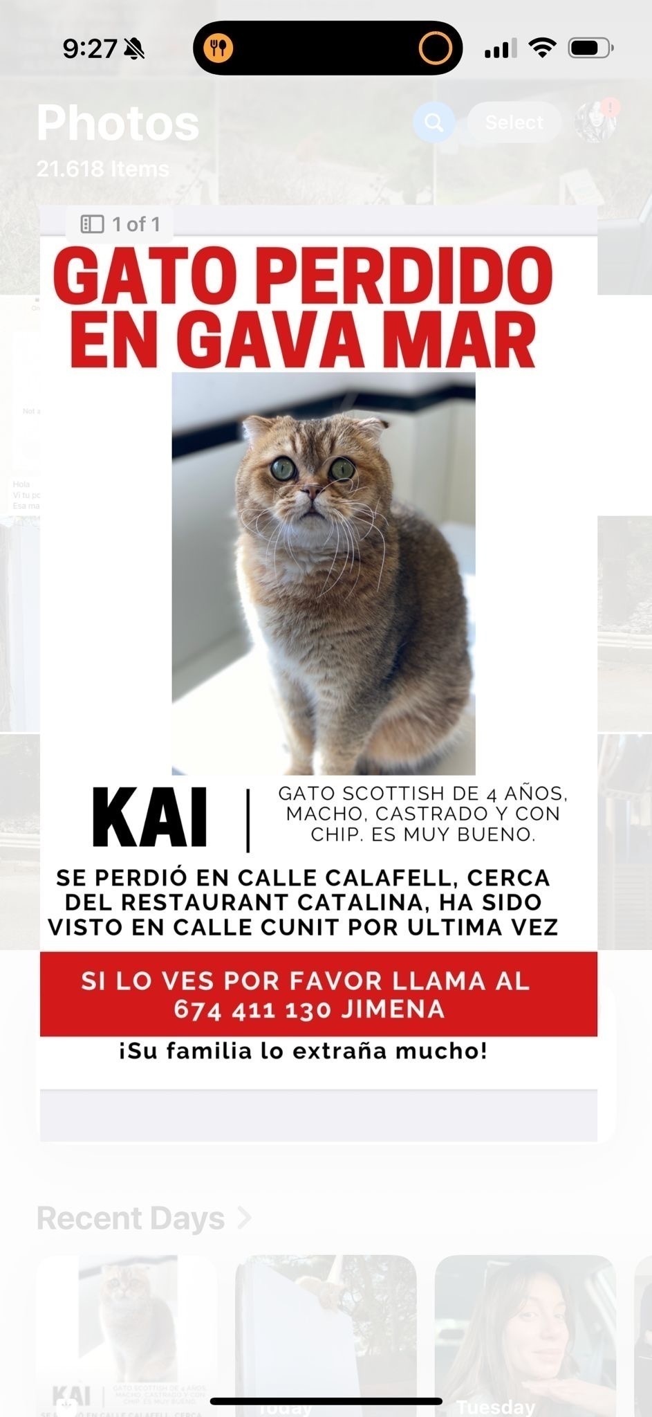 Scottish Perdido: Gato Marrón Claro, 4 Años