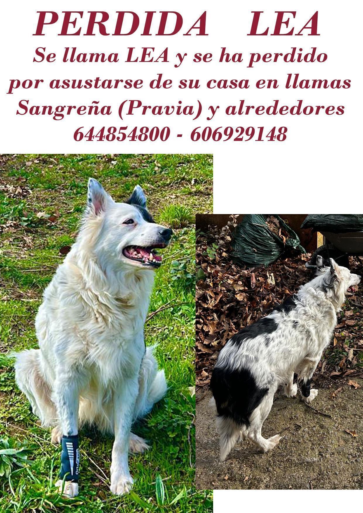 Border Collie Perdida en Pravia: Ayuda