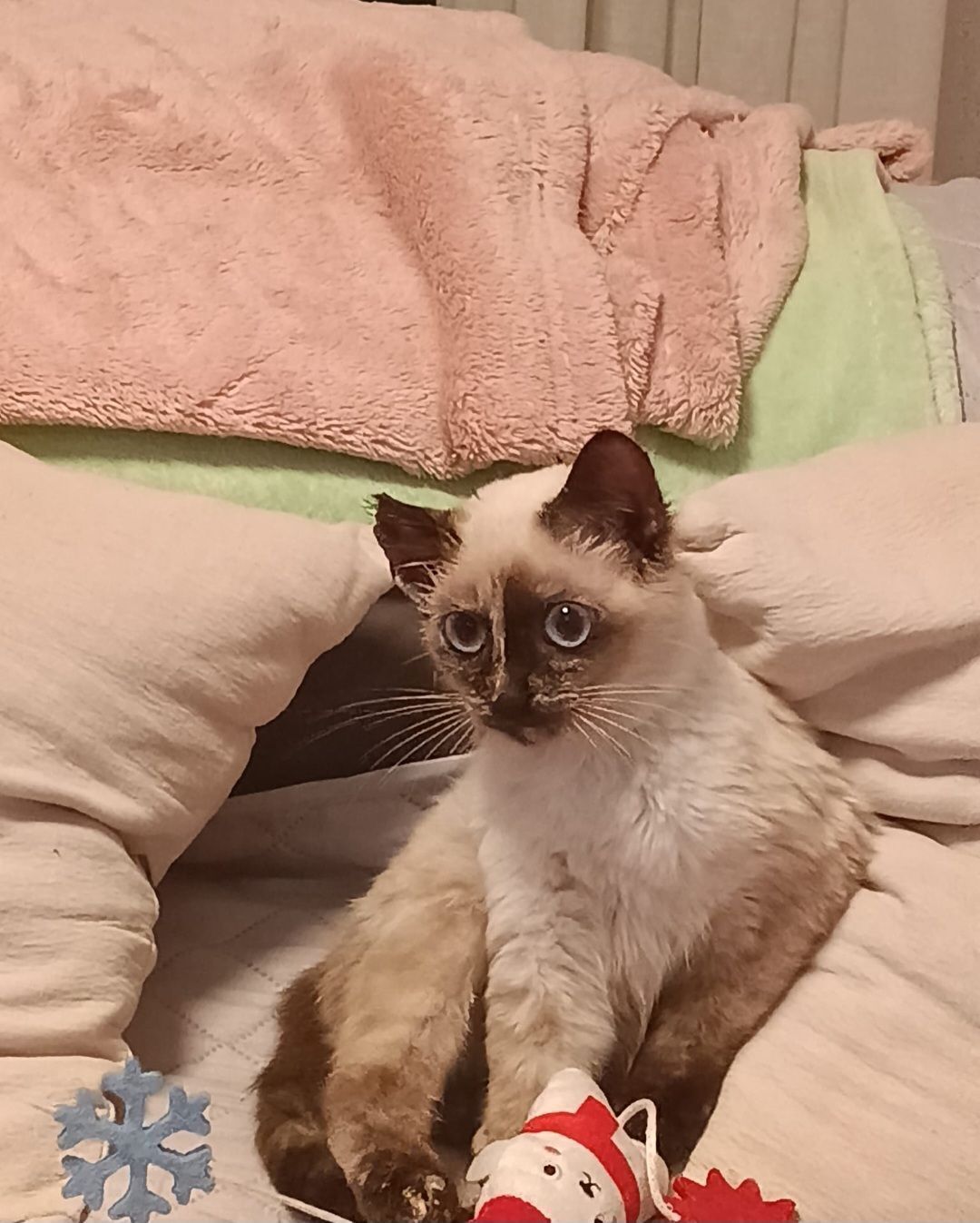 Gatita Perdida: Torre del Mar, 4 Meses