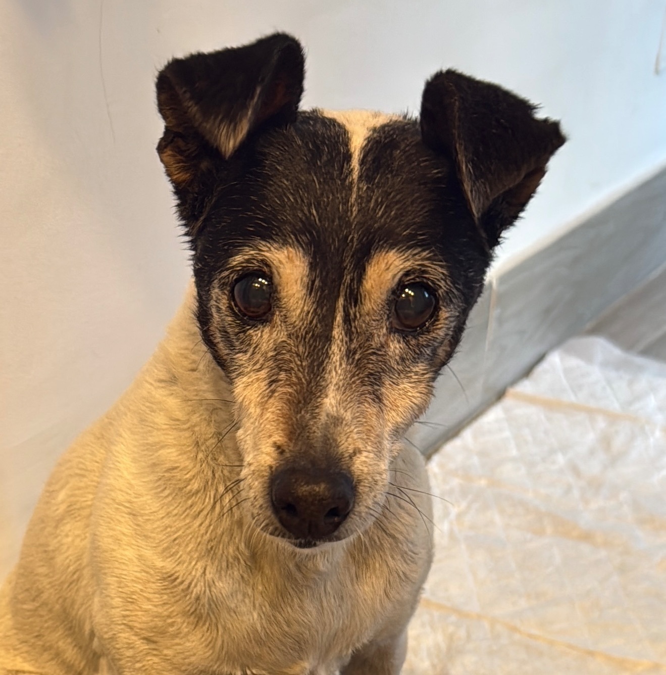 Perro Bodeguero Encontrado en...