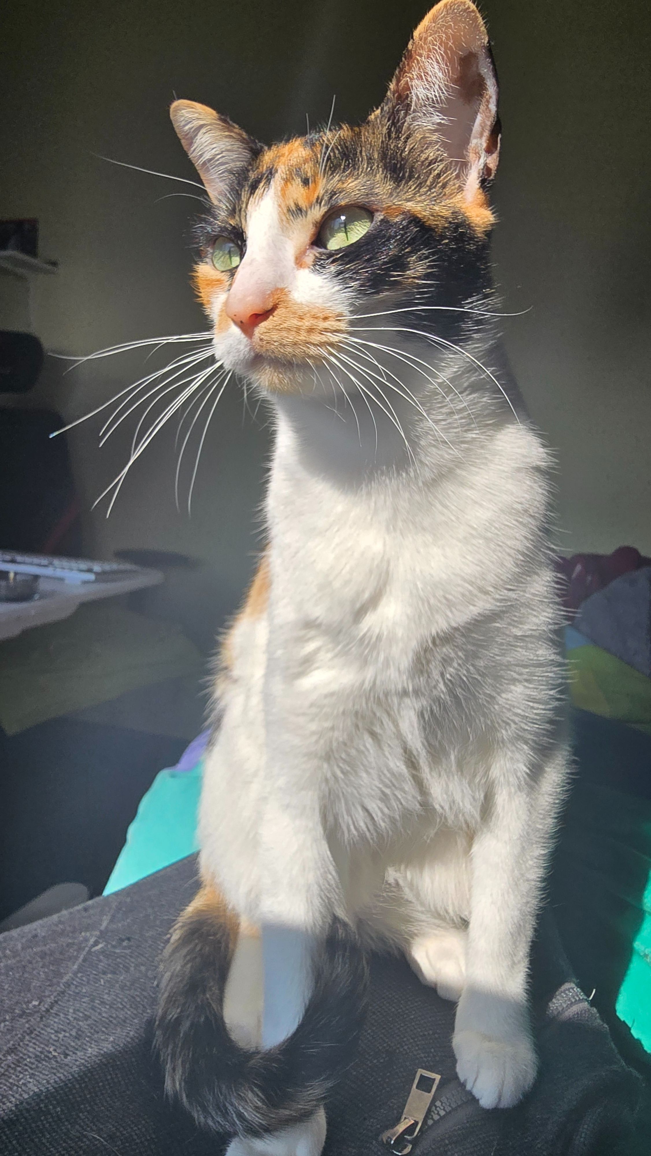 Gata Perdida: Naranja, Blanca y Negra en Cornellà