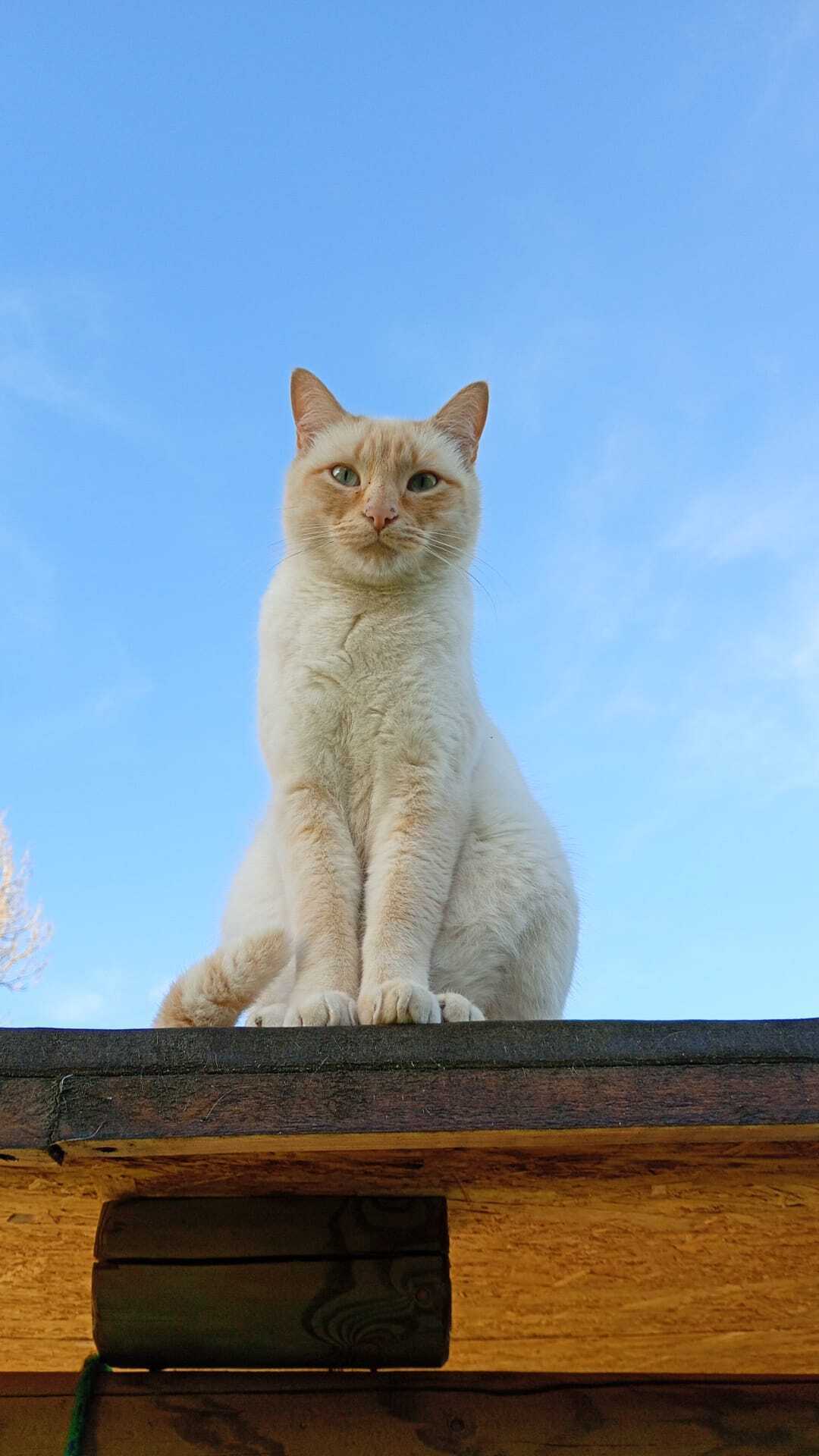 ¡Gato Perdido en Gijón! Orejas y Cola Naranjas