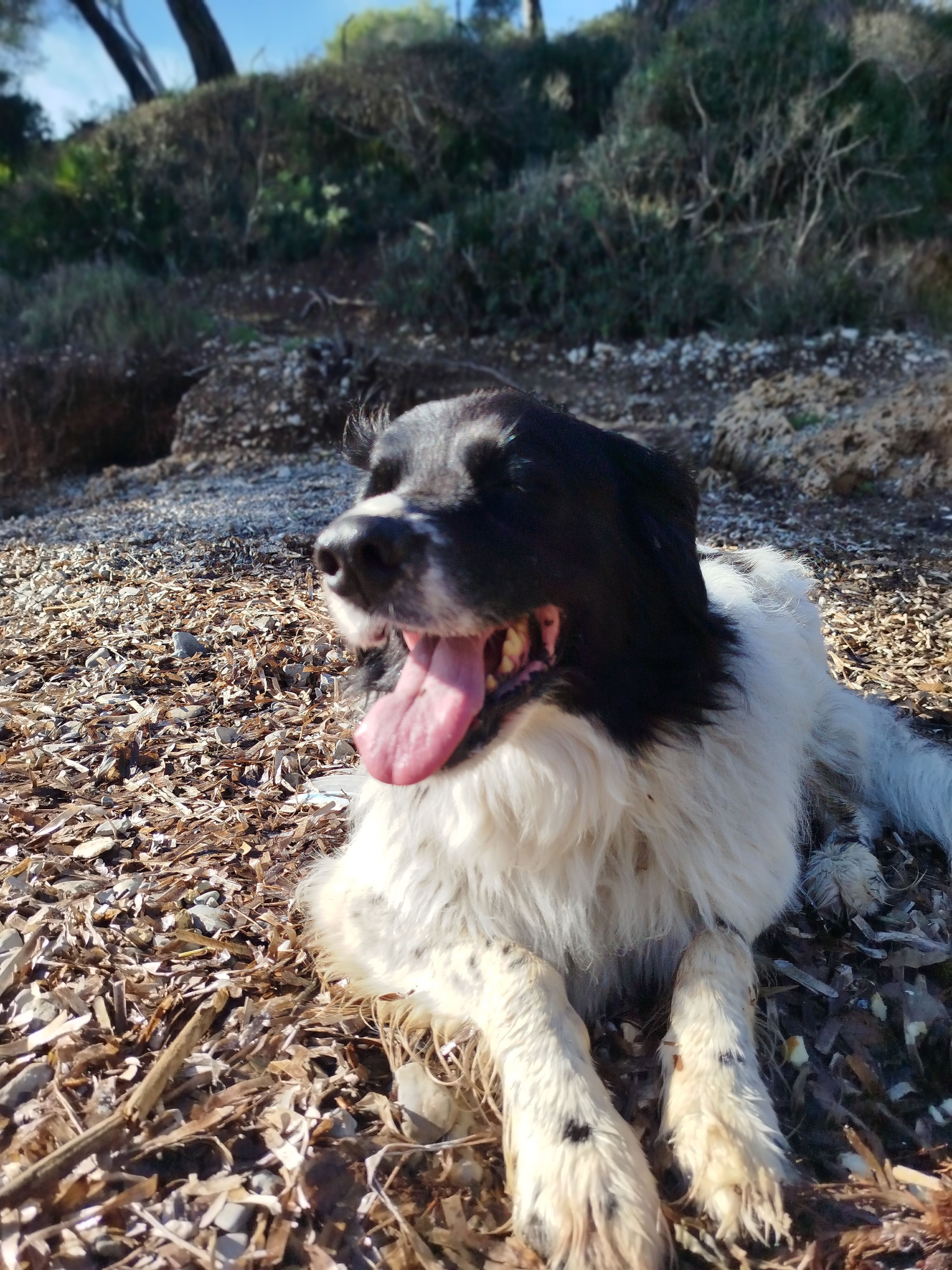 Perro Pastor Perdido en Inca - ¡Ayuda!