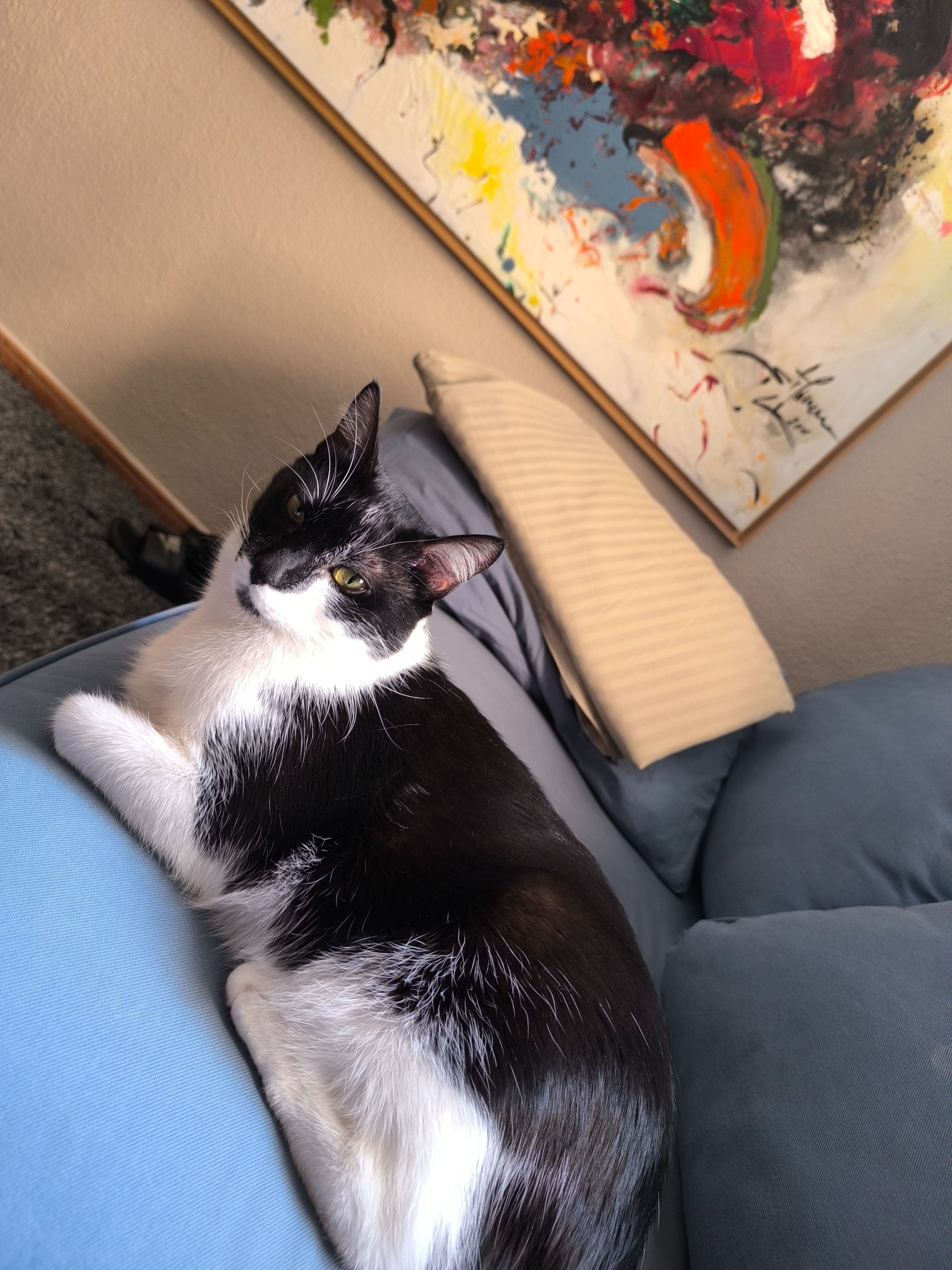 ¡Ayuda! Gato grande perdido en San Miguel