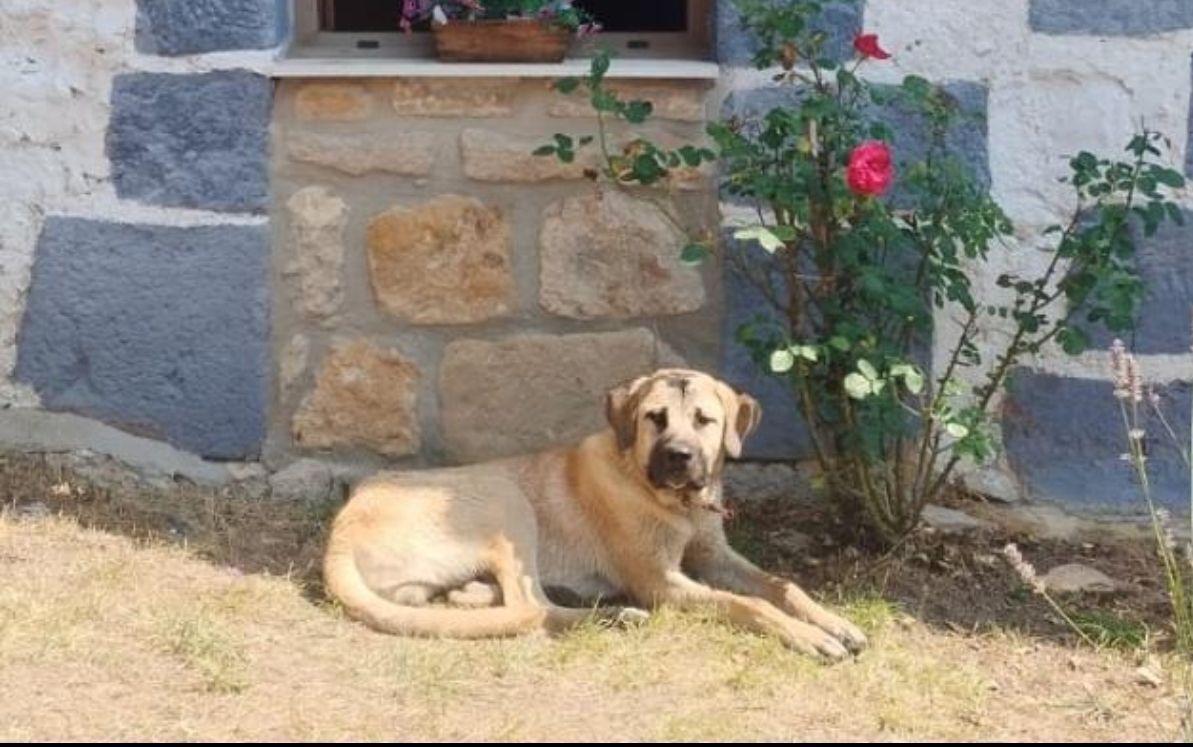 Mastín robado en Villanueva-Ca...