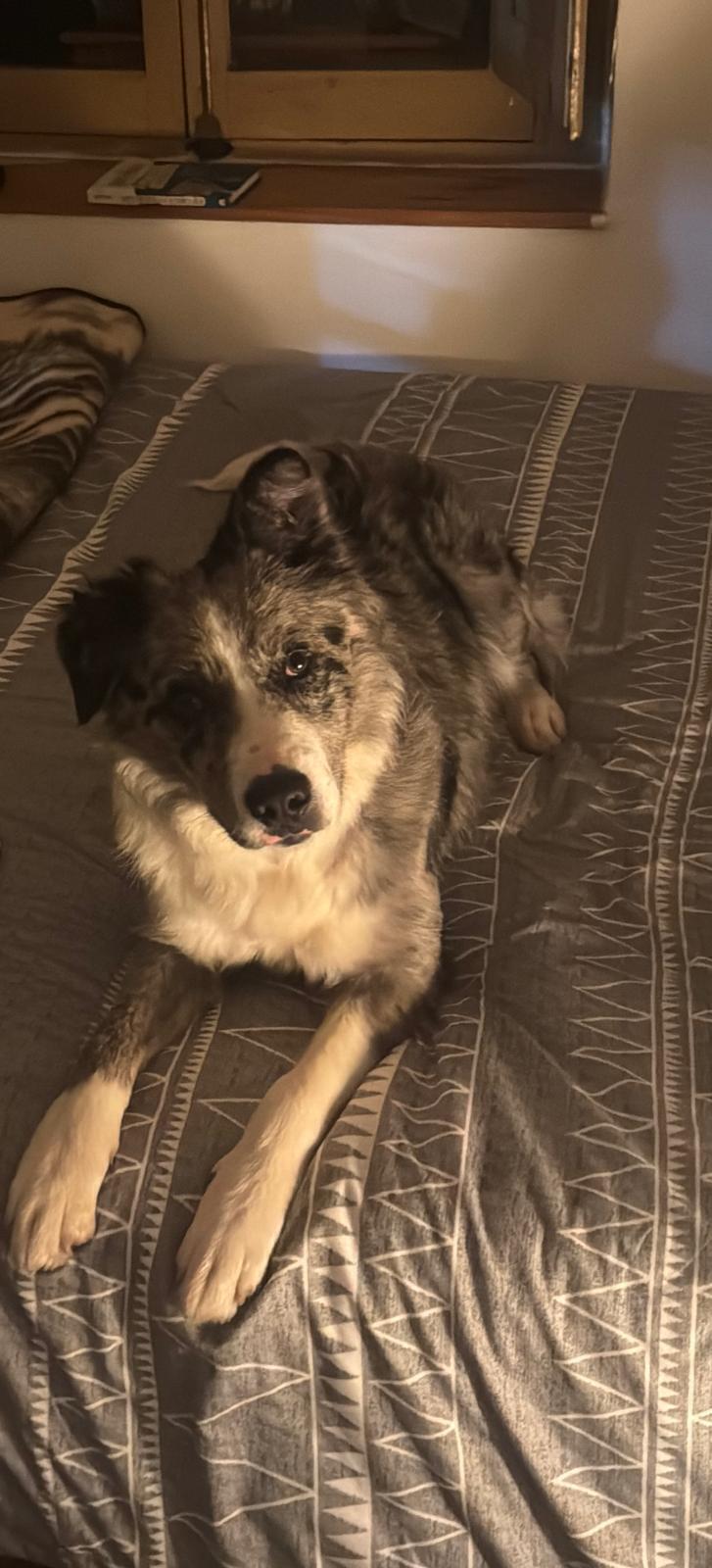 Perro Border Collie Perdido en Campa San Juan