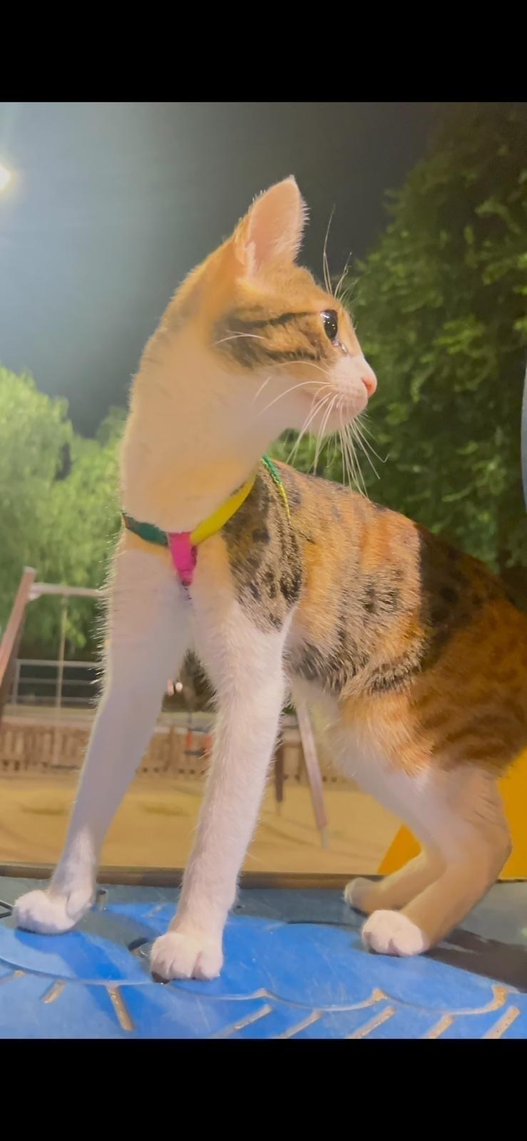 Gata Tricolor Perdida en Badalona