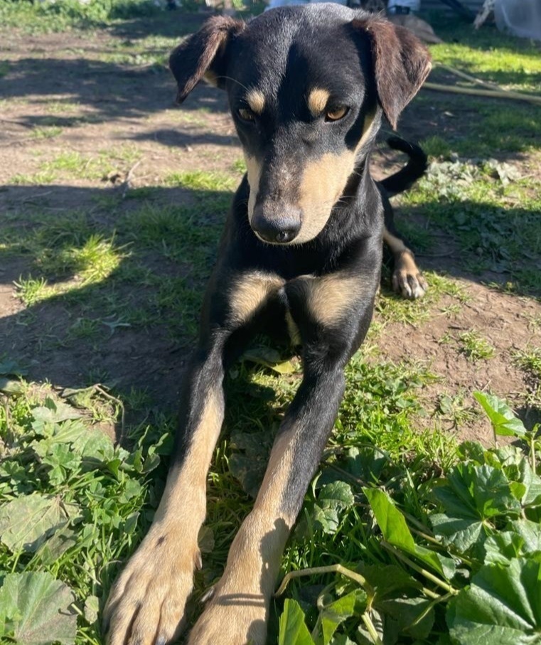 ¡Perro perdido! Negro y marrón...