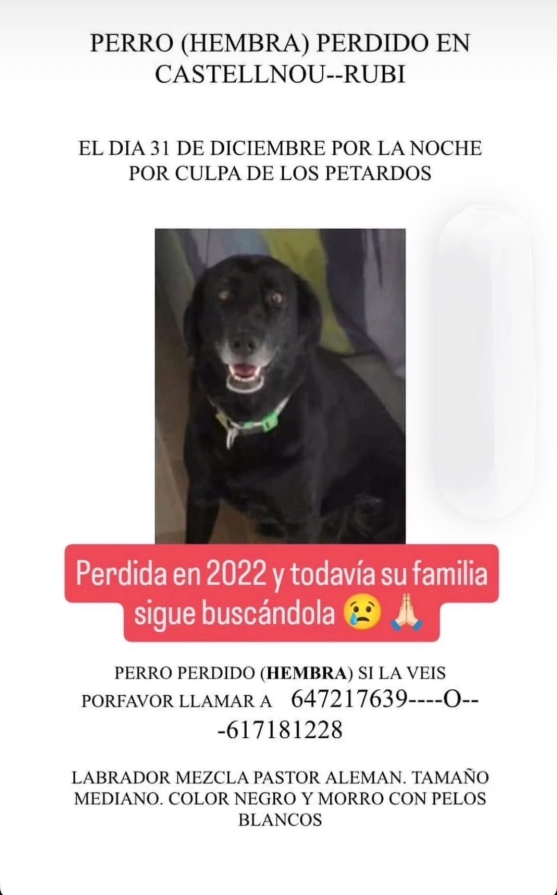 Perra Labradora Negra Perdida...