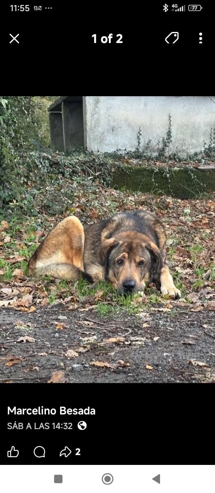 Mastín castaño perdido en Tui:...