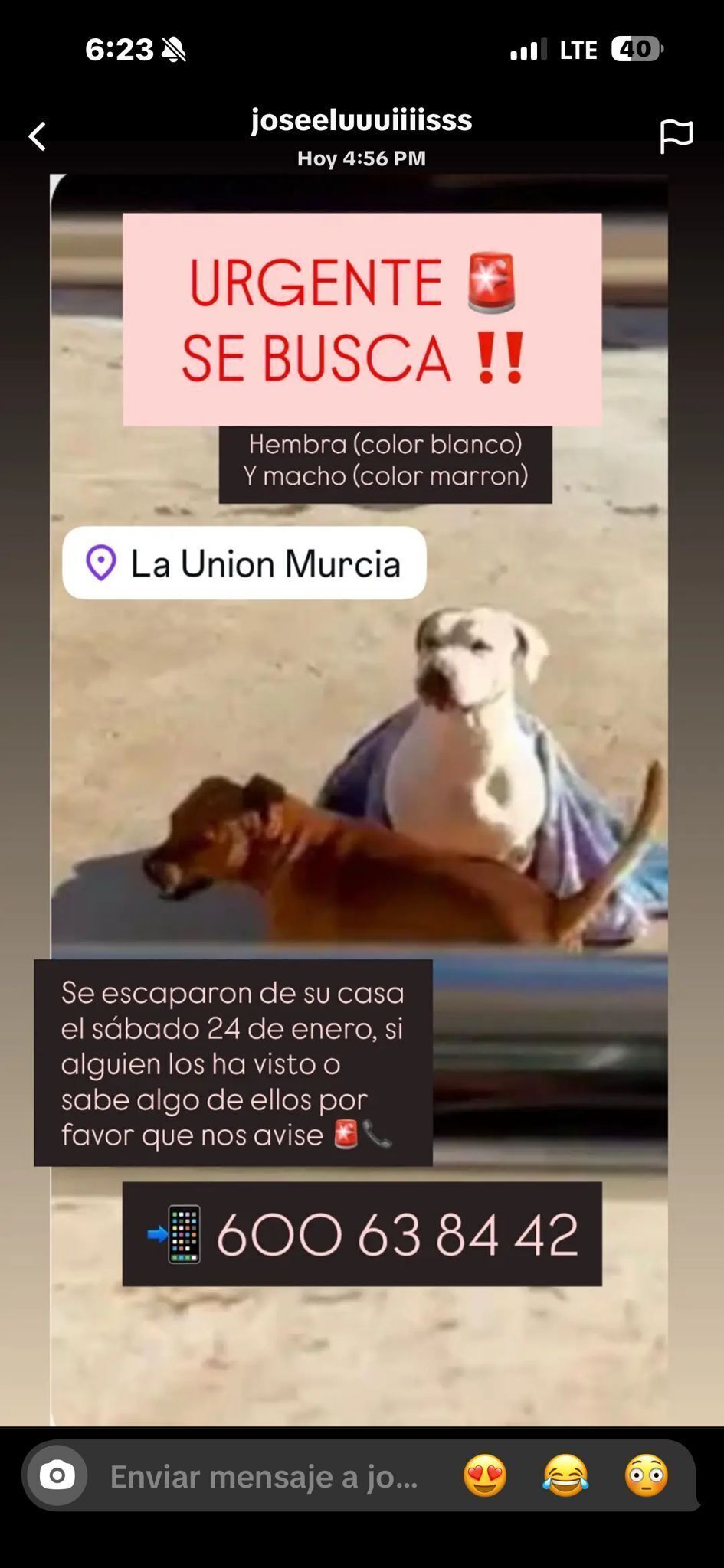 Perros Perdidos: Aria y Gordo...