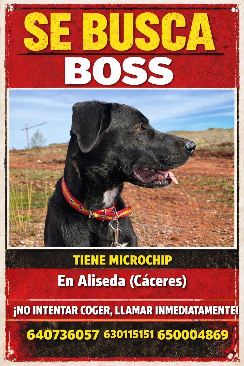 Perro Negro Perdido con Corbat...