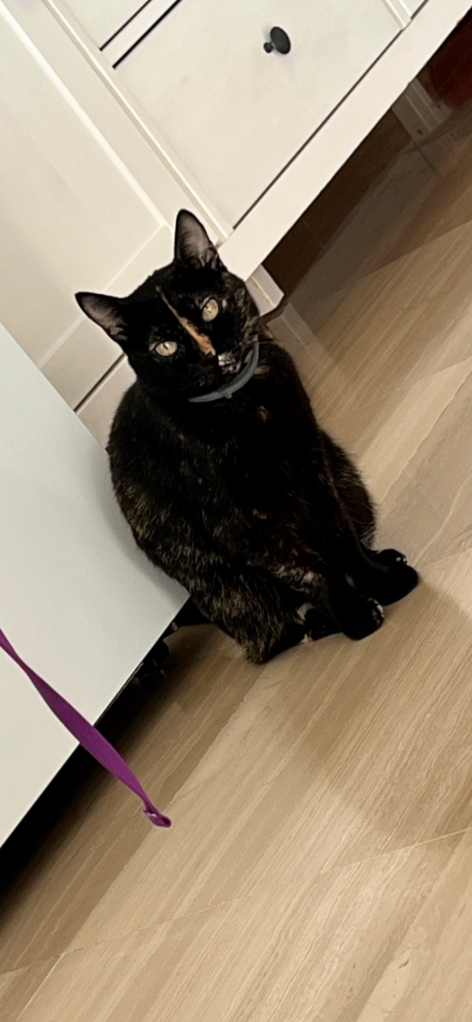 Desaparecida: Gata Negra y Amarilla en U13