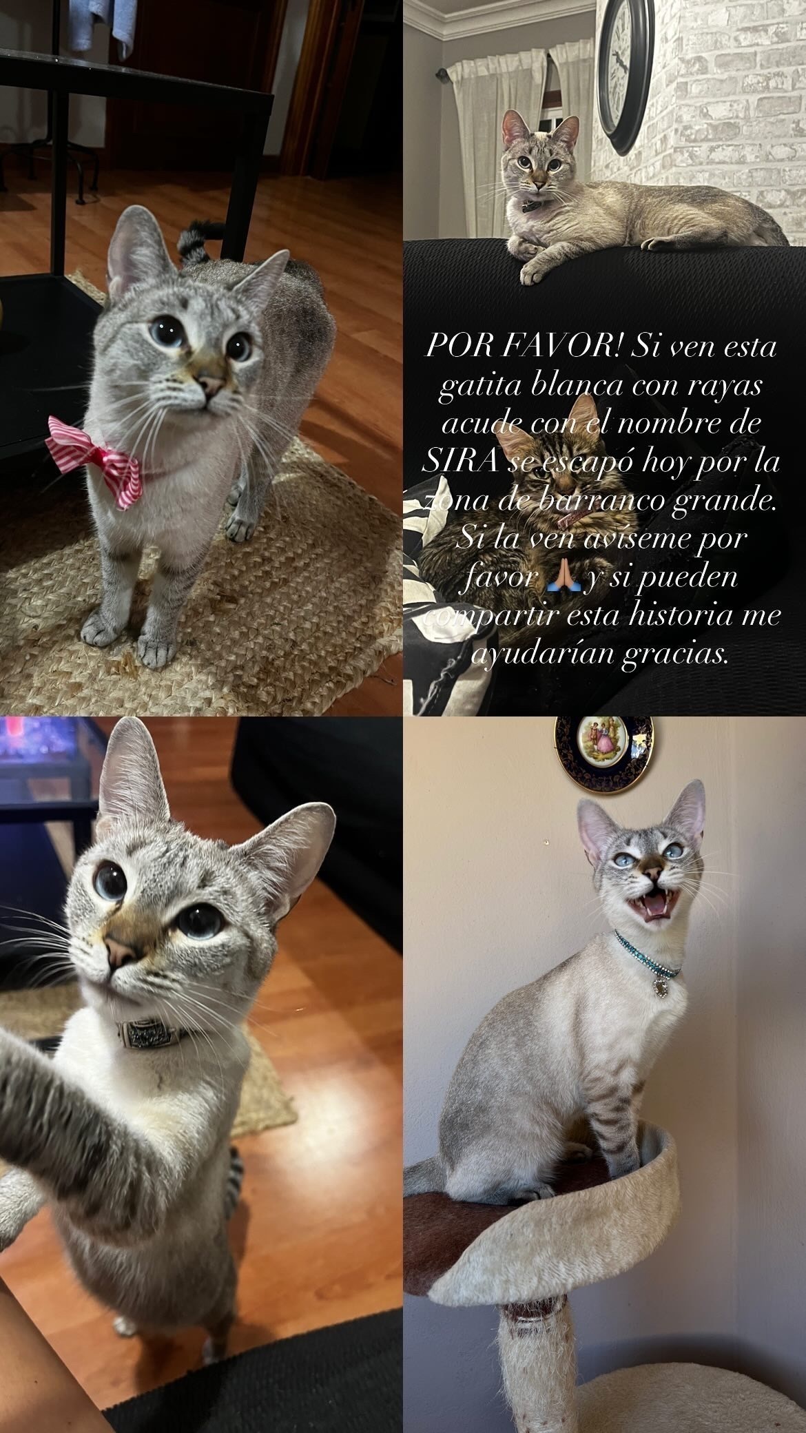 Gata Perdida en Abubilla: Sira, 2 Años