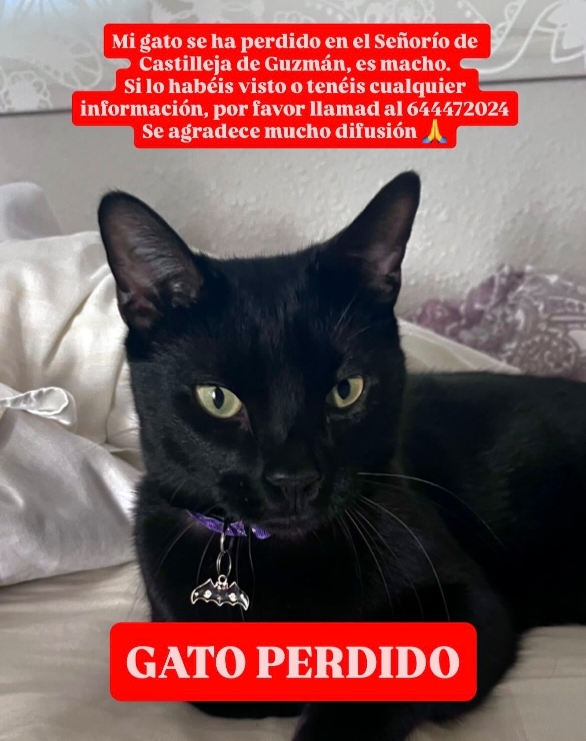 ¡Ayuda! Gato perdido en Castilleja de Guzmán