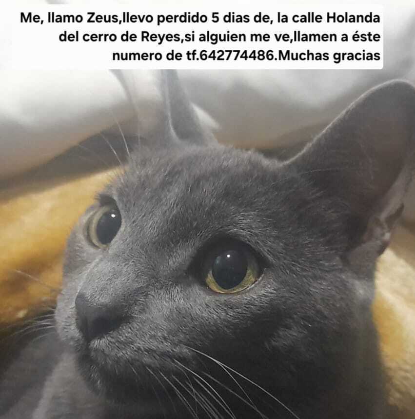 ¡Gato Gris Perdido en Calle Holanda, Badajoz!