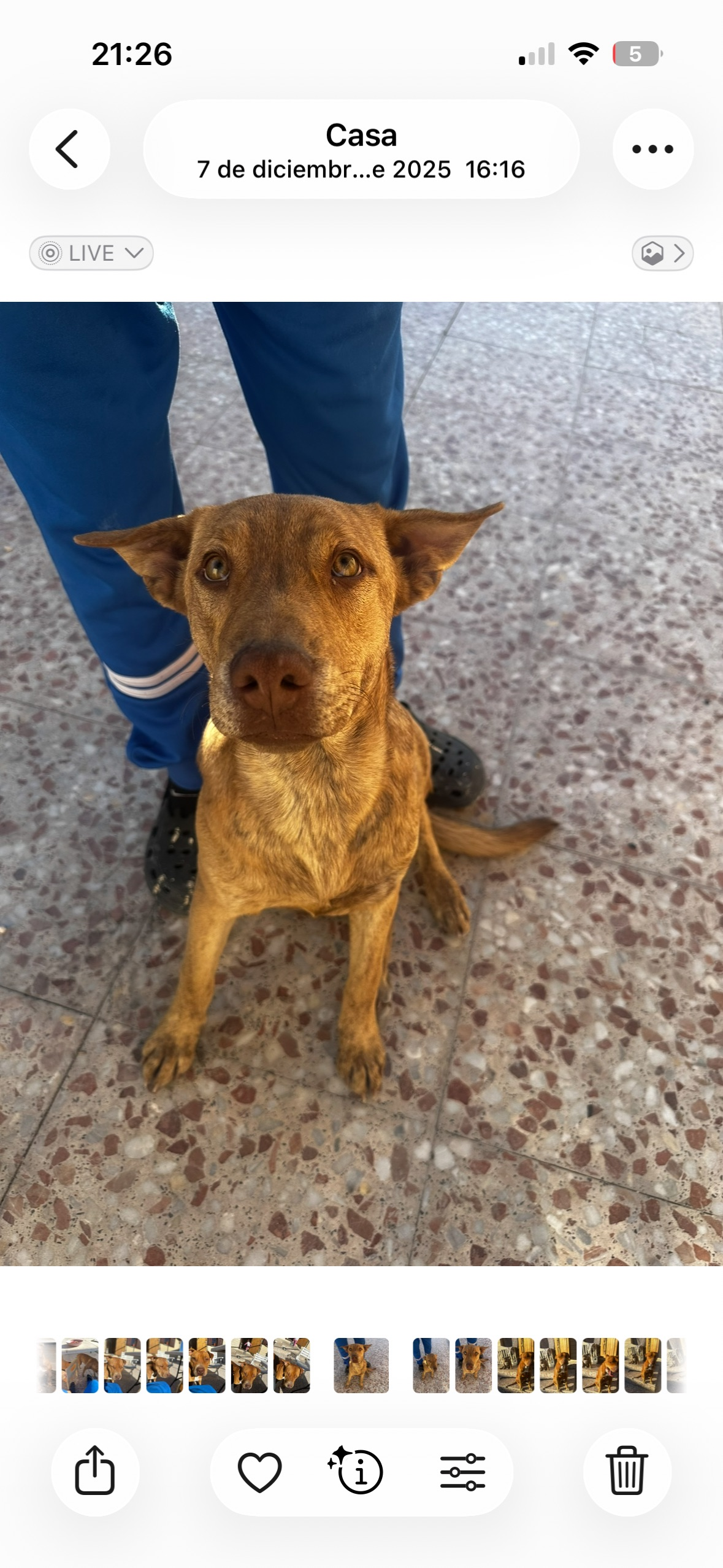 Perro Perdido: Pitbull-Podenco en Daimes