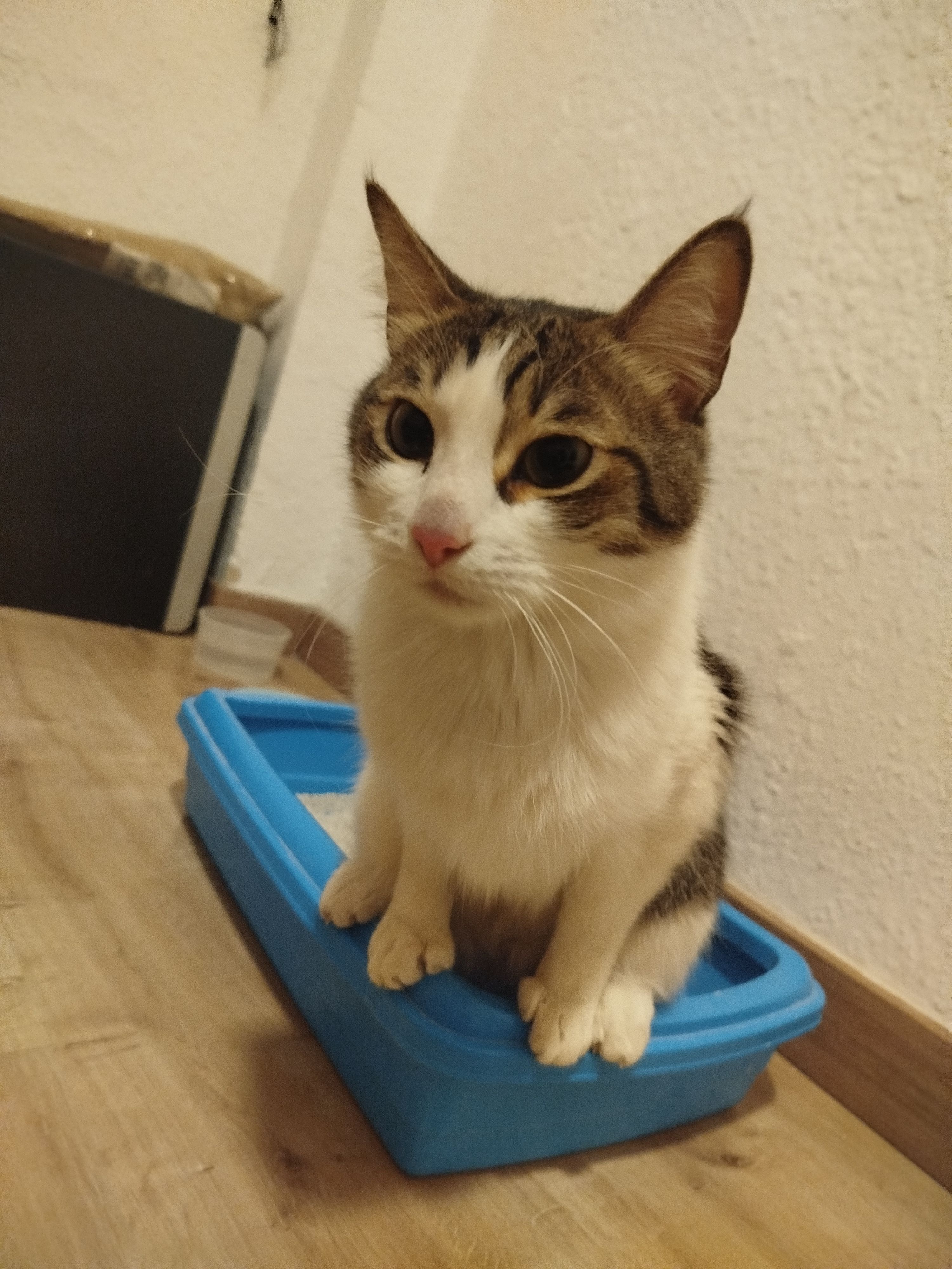 Gato Joven Cariñoso Encontrado...