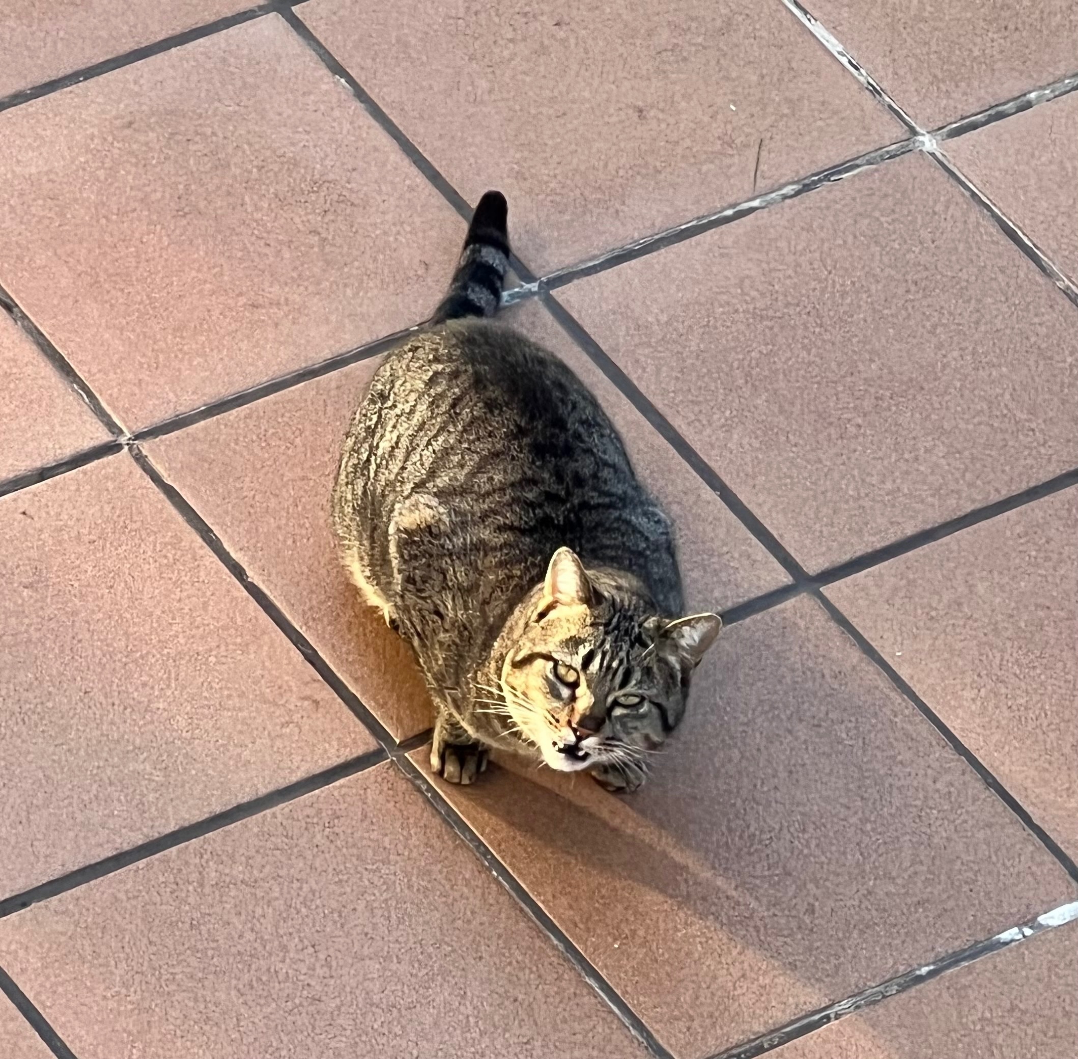 Gran Gato Gris Perdido en Sitg...