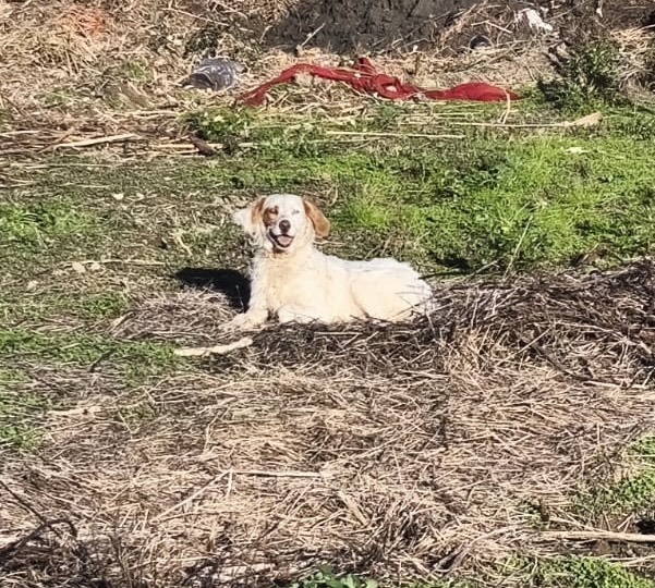 Pérdida ayer por la tarde en la zona del remolar Viladecans. Es blanquita con manchas marrones. Es muy cariñosa y se va con cualquier persona.