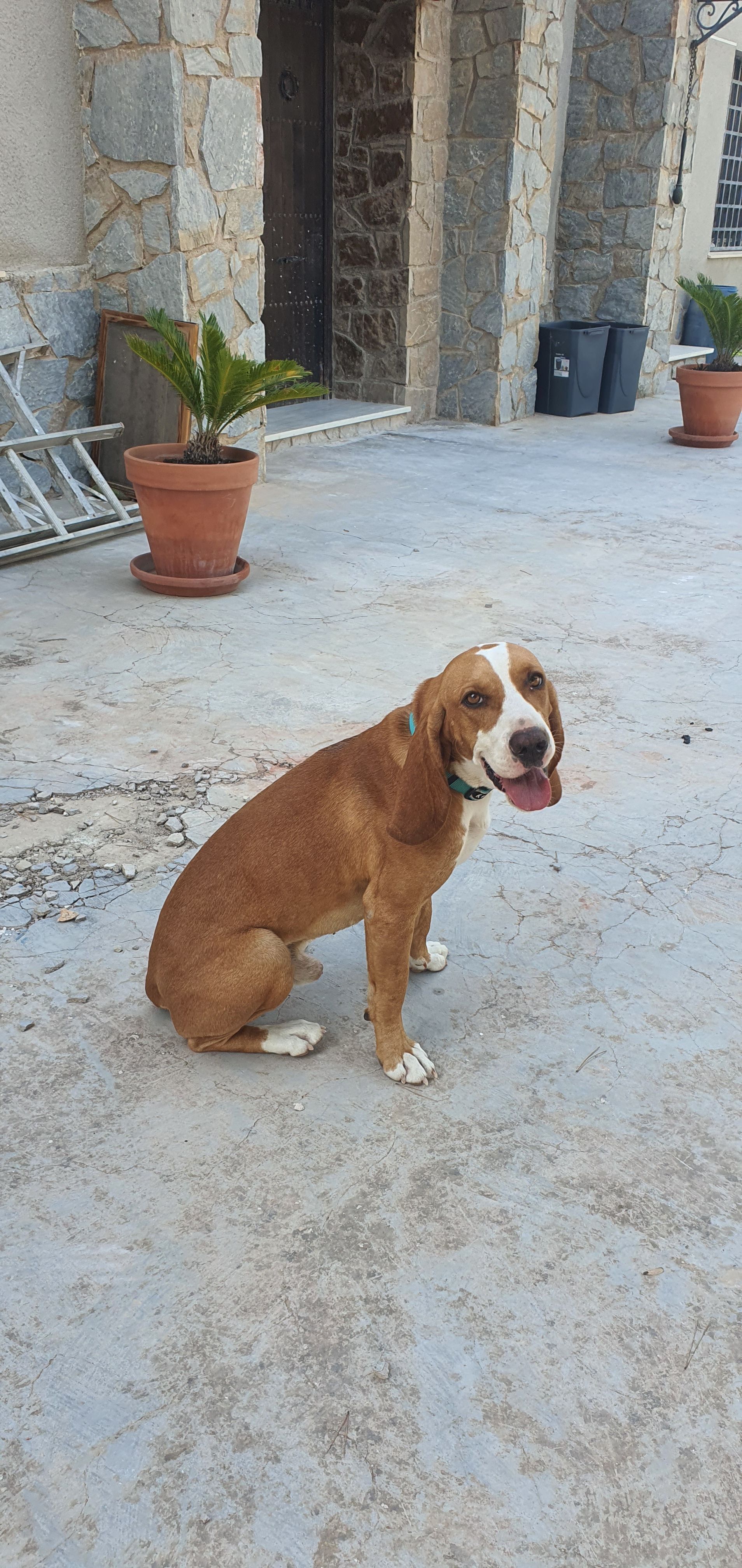¡Perro perdido! Ayuda a encontrar a Sabu