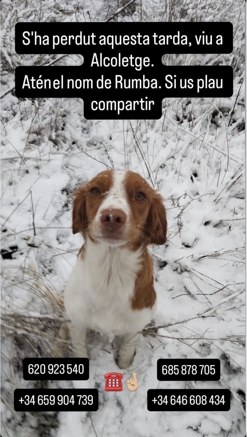 Dócil Teckel Perdido en Calle Q, Lleida