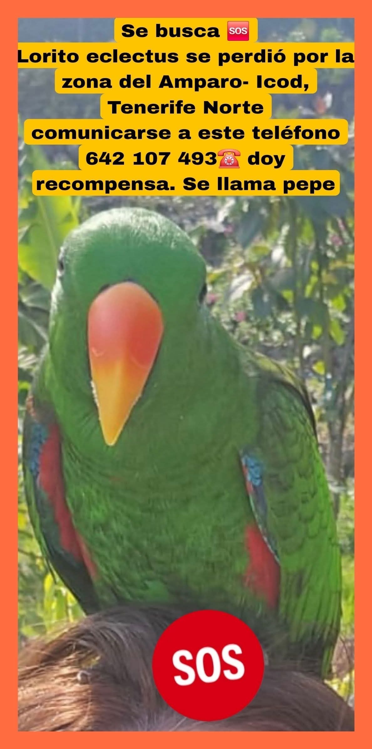 ¡Ave Perdida en El Amparo: Pep...